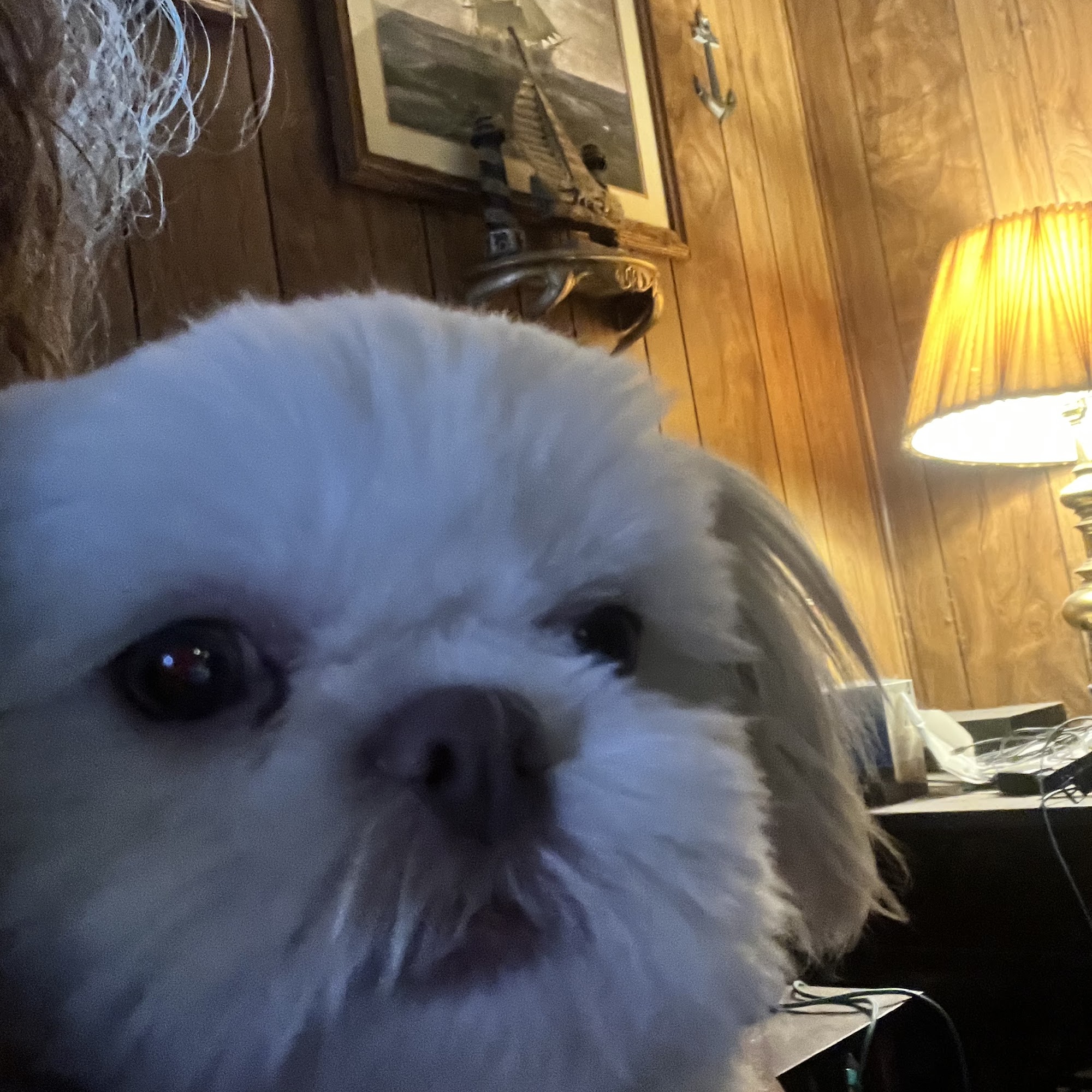 Laura's Canine Cuts Paragould