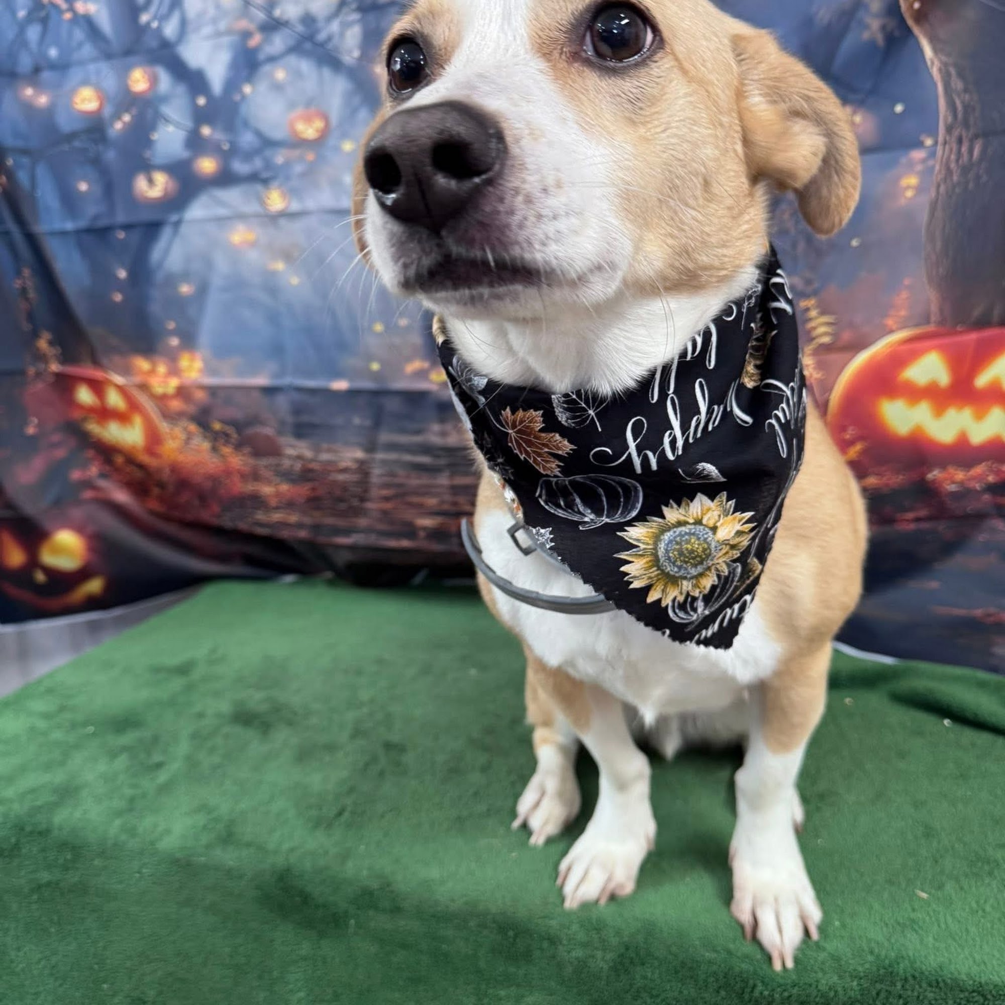 Peek-a-Pooch Pet Grooming 111 N Rockingchair Rd, Paragould Arkansas 72450