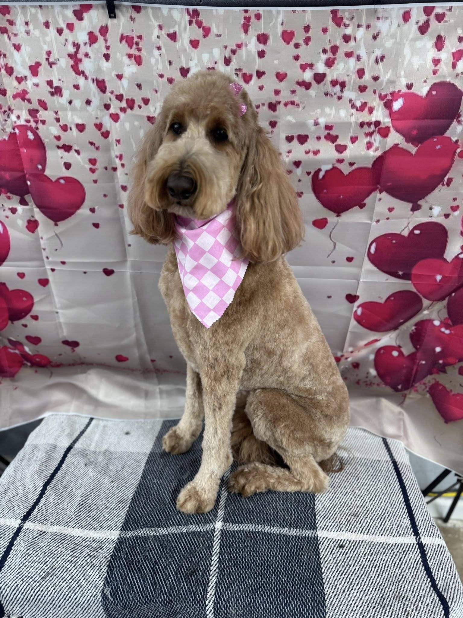 Peek-a-Pooch Pet Grooming Paragould