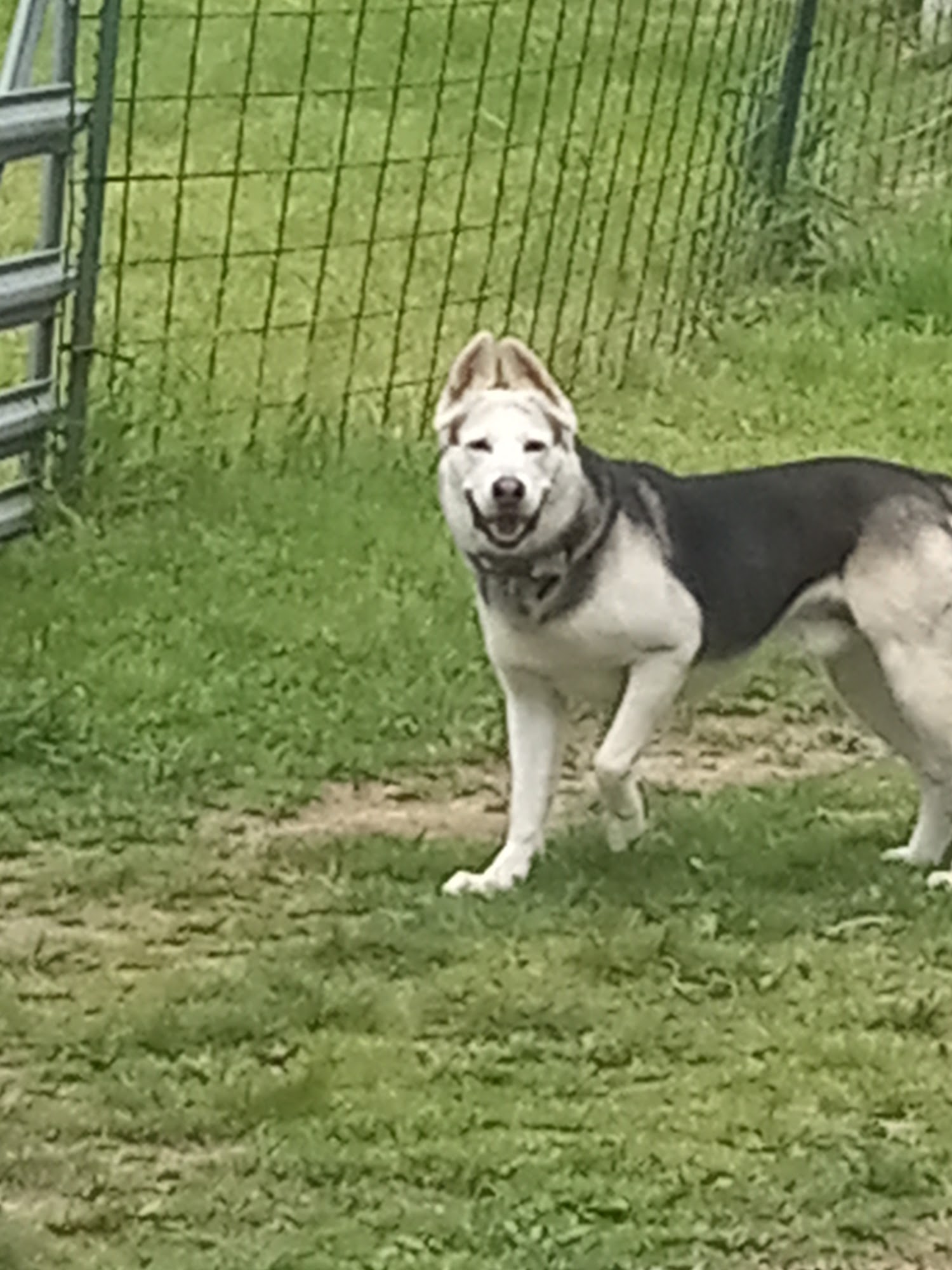 Pea Ridge Veterinary Clinic Pea Ridge