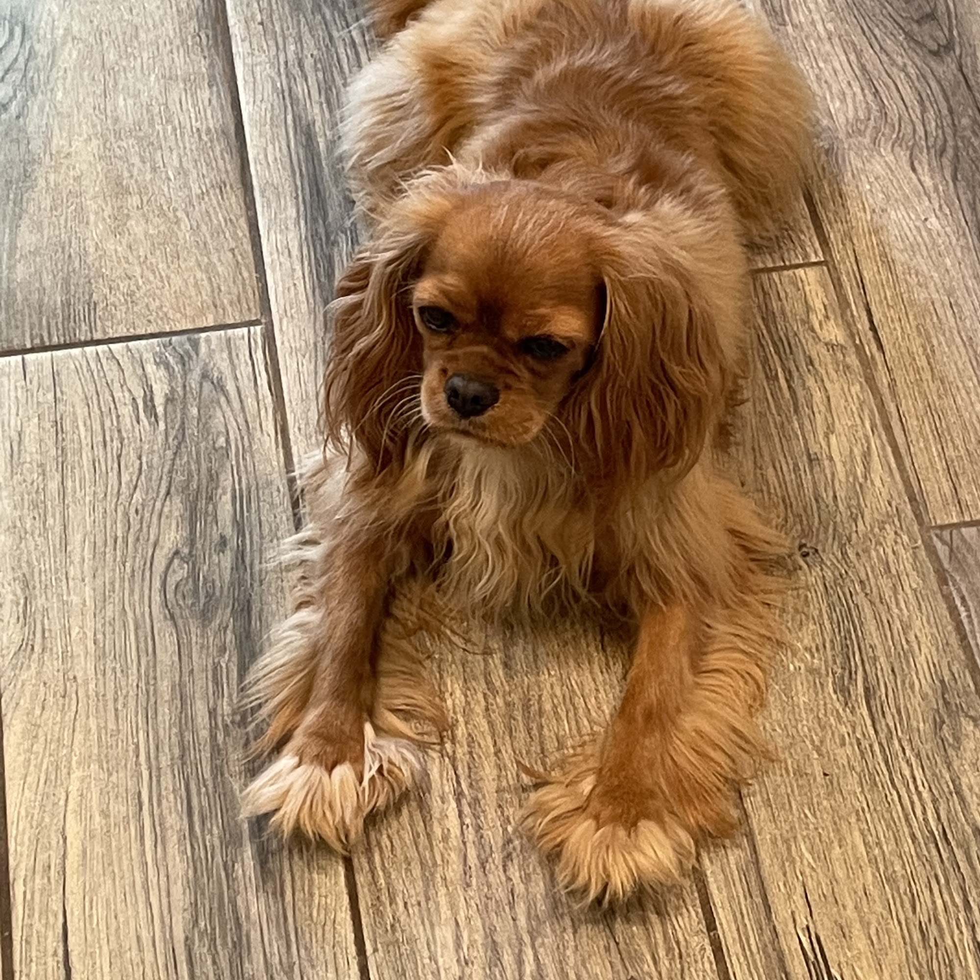 Oak View Animal Clinic Pea Ridge