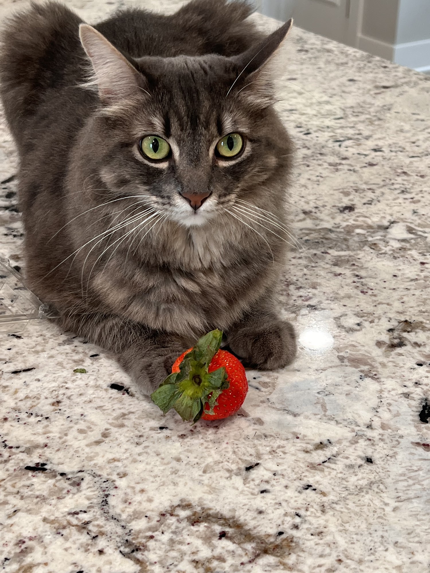 Oak View Animal Clinic Pea Ridge