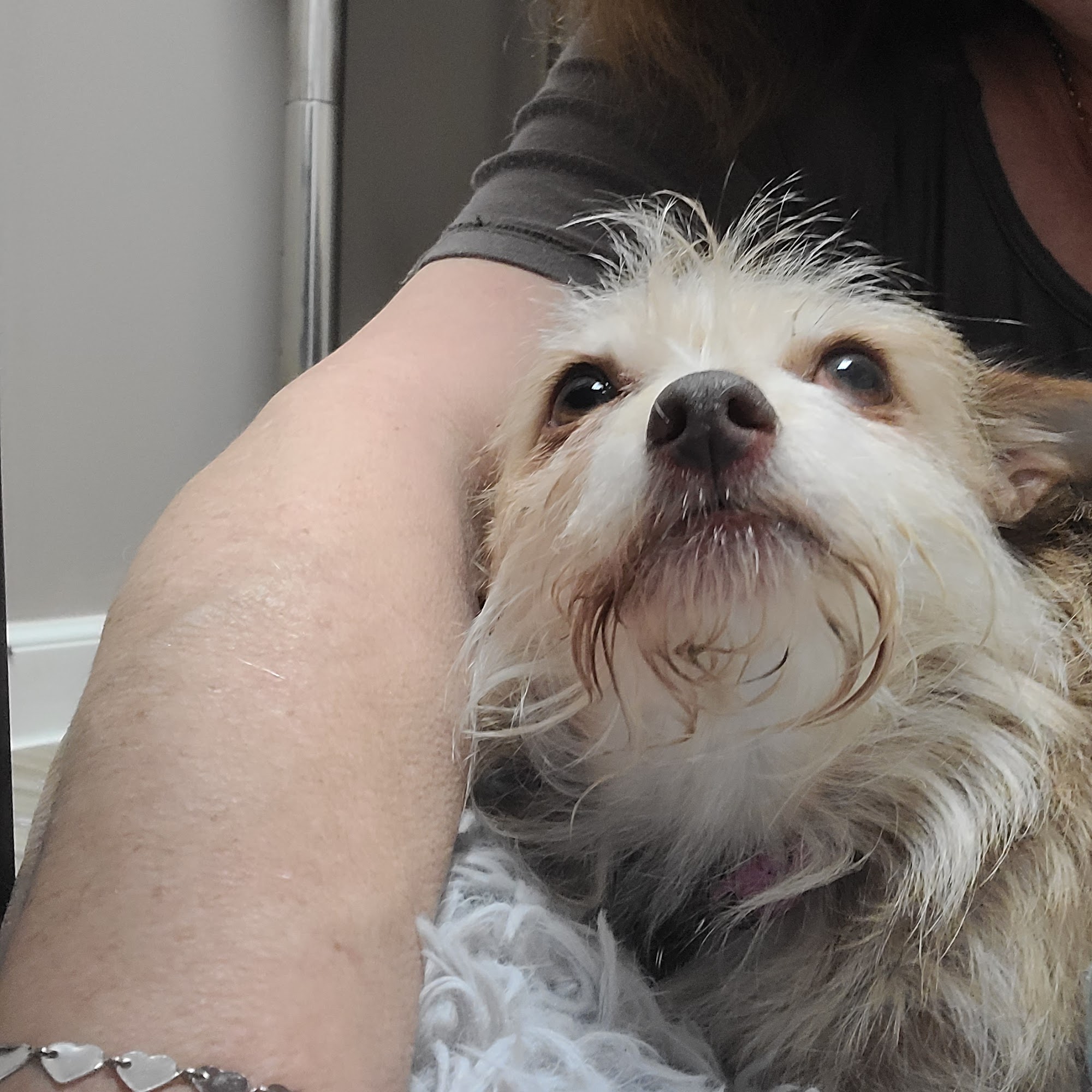 Westridge Animal Center Pocahontas