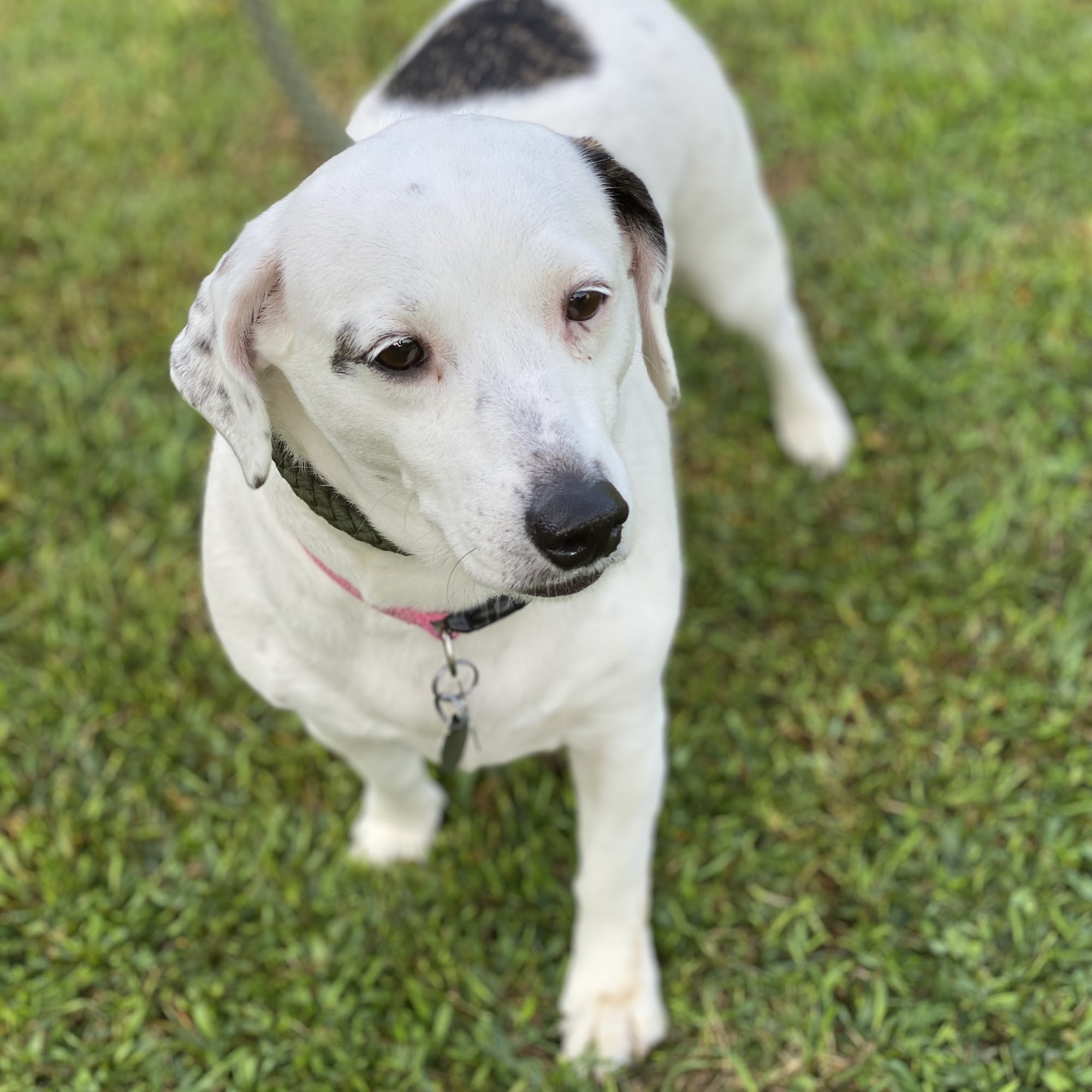 Black River Kennels, LLC Pocahontas