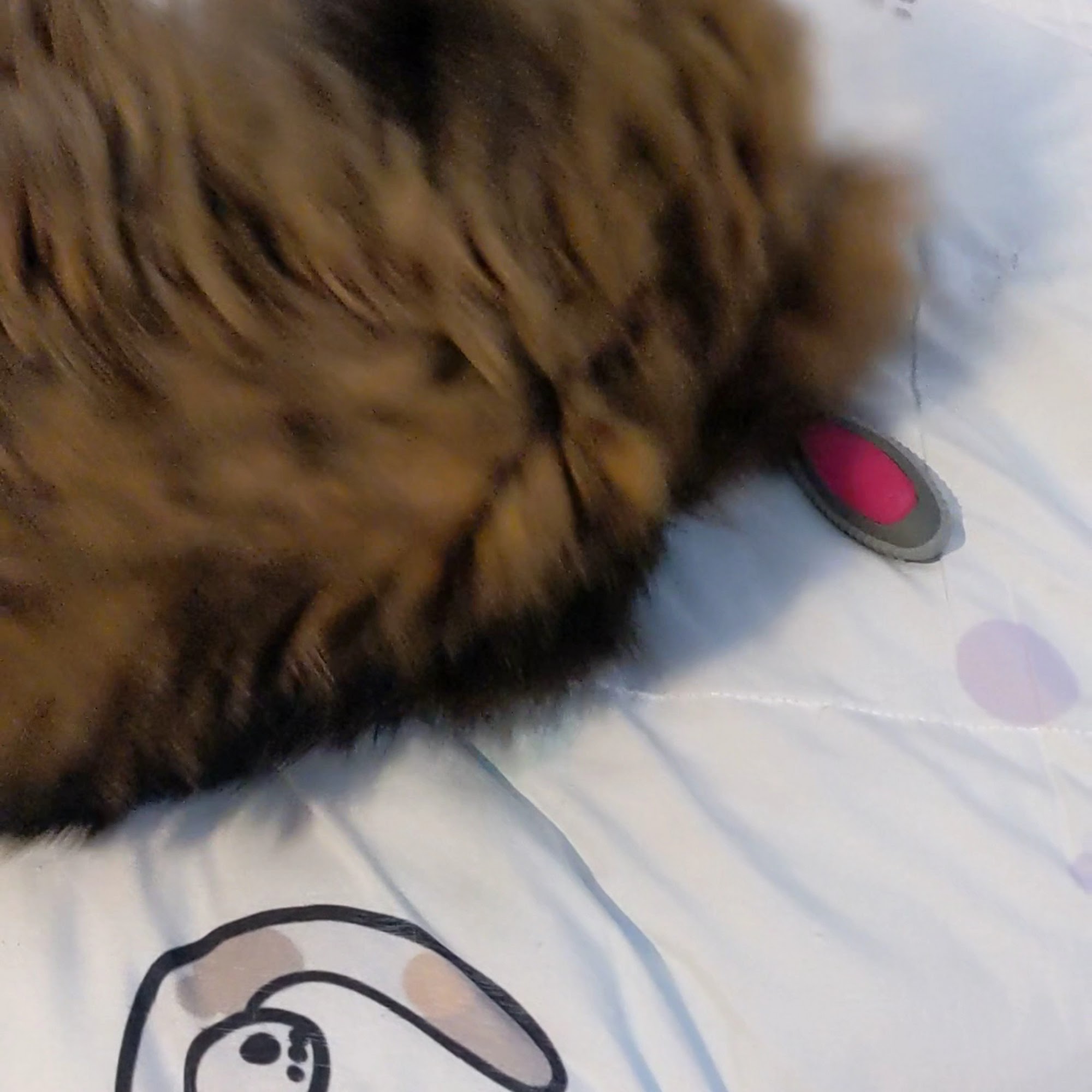 The Cat Clinic of Northwest Arkansas Rogers