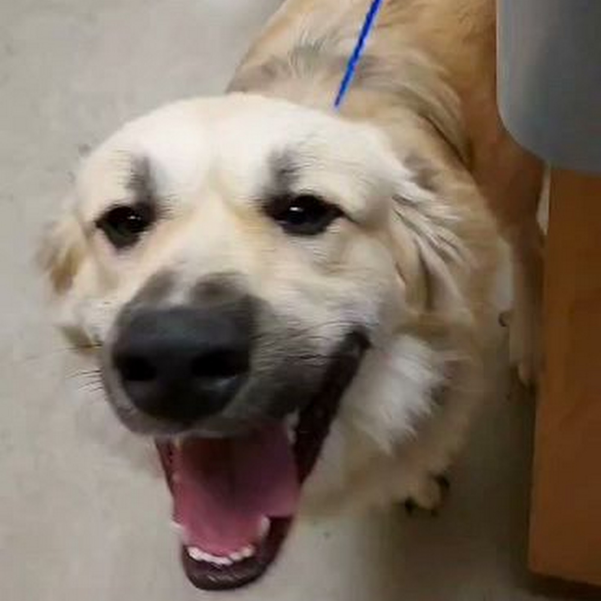 New Hope Animal Hospital Rogers