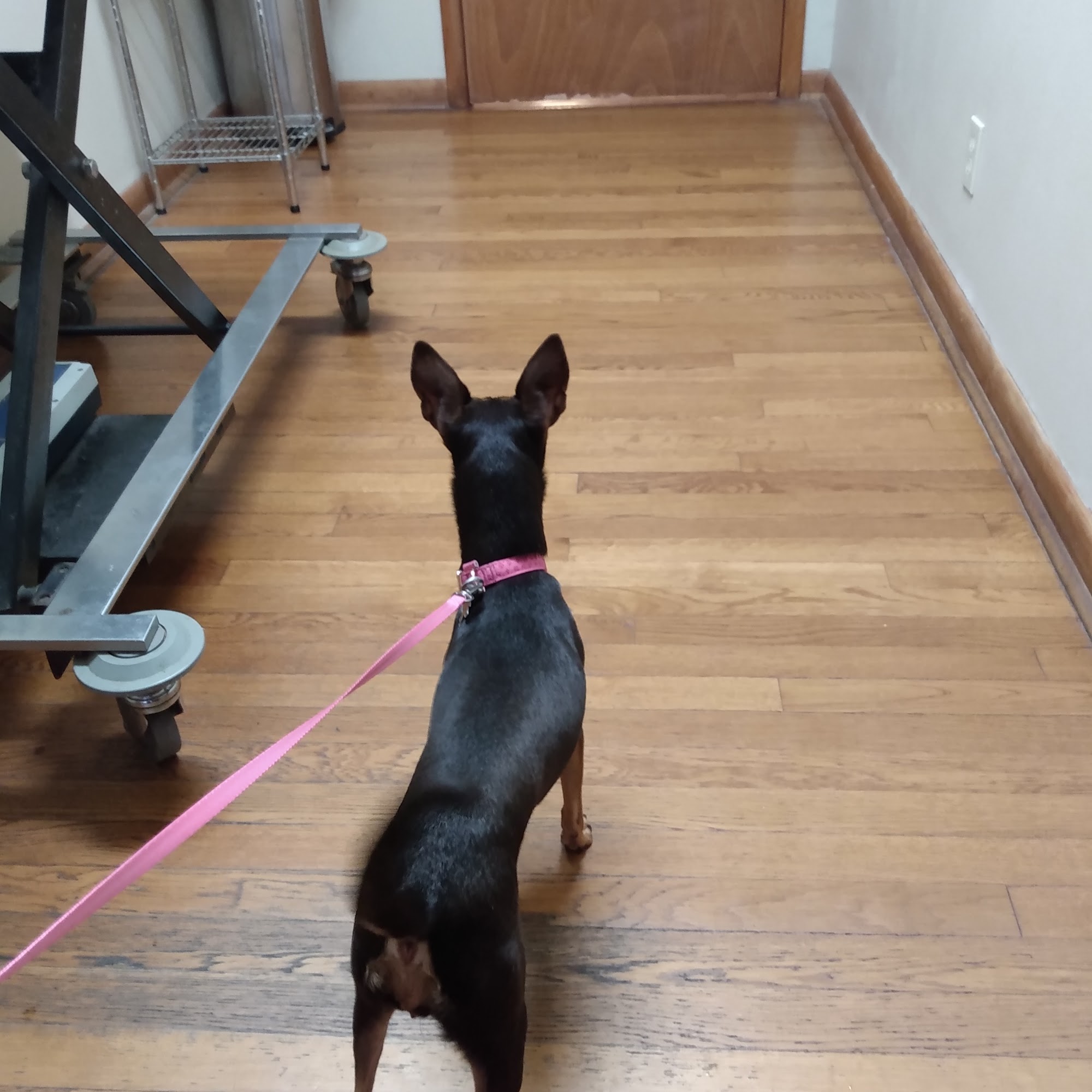 All Dogs Clinic Rogers