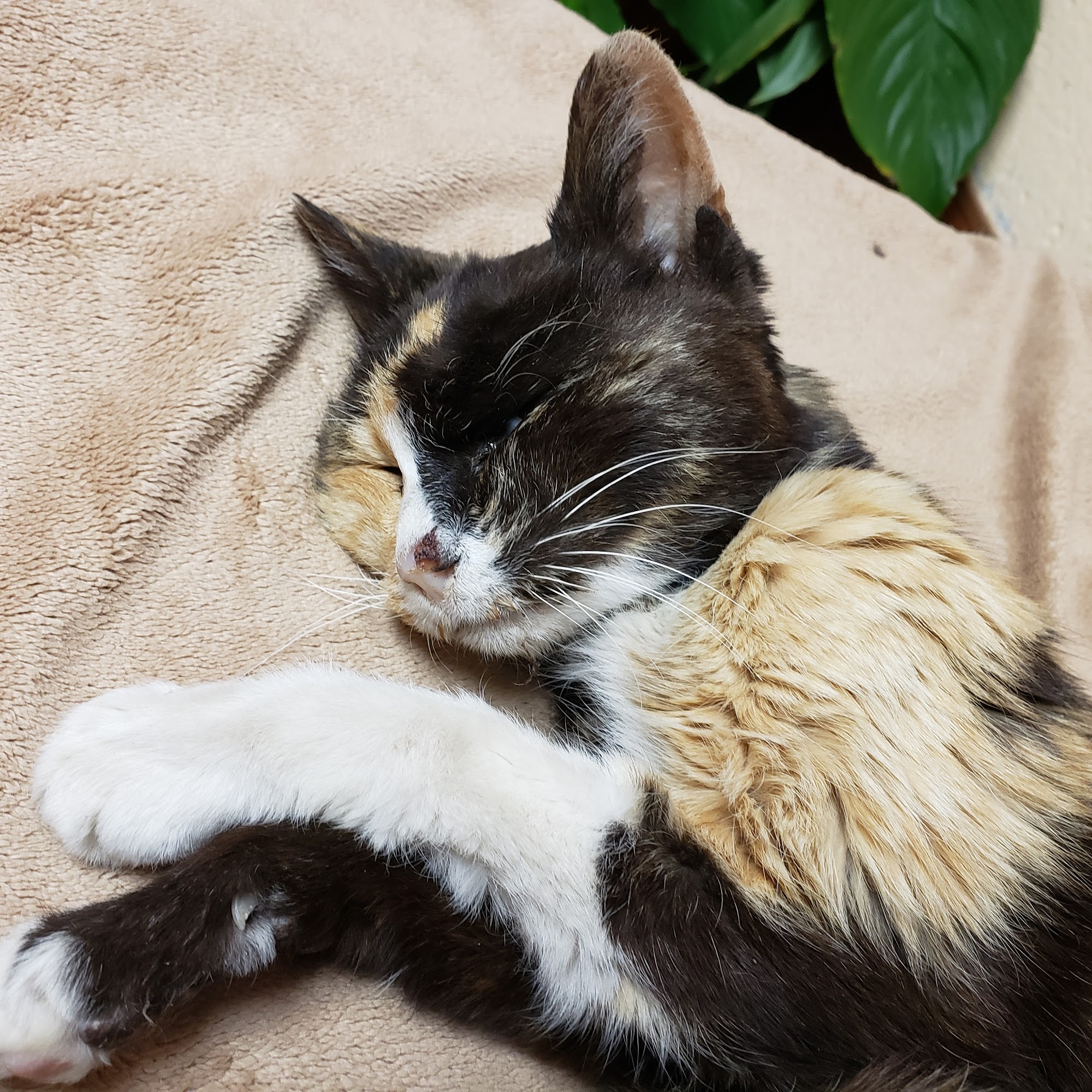 Prairie Creek Veterinary Hospital Rogers