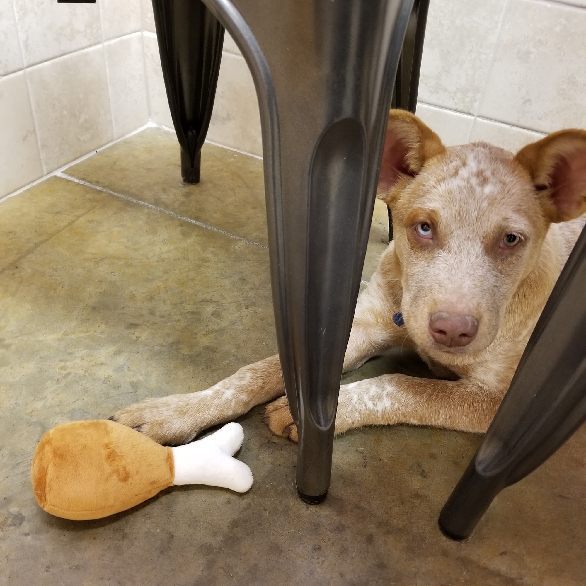 Faithful Friends Animal Clinic Rogers