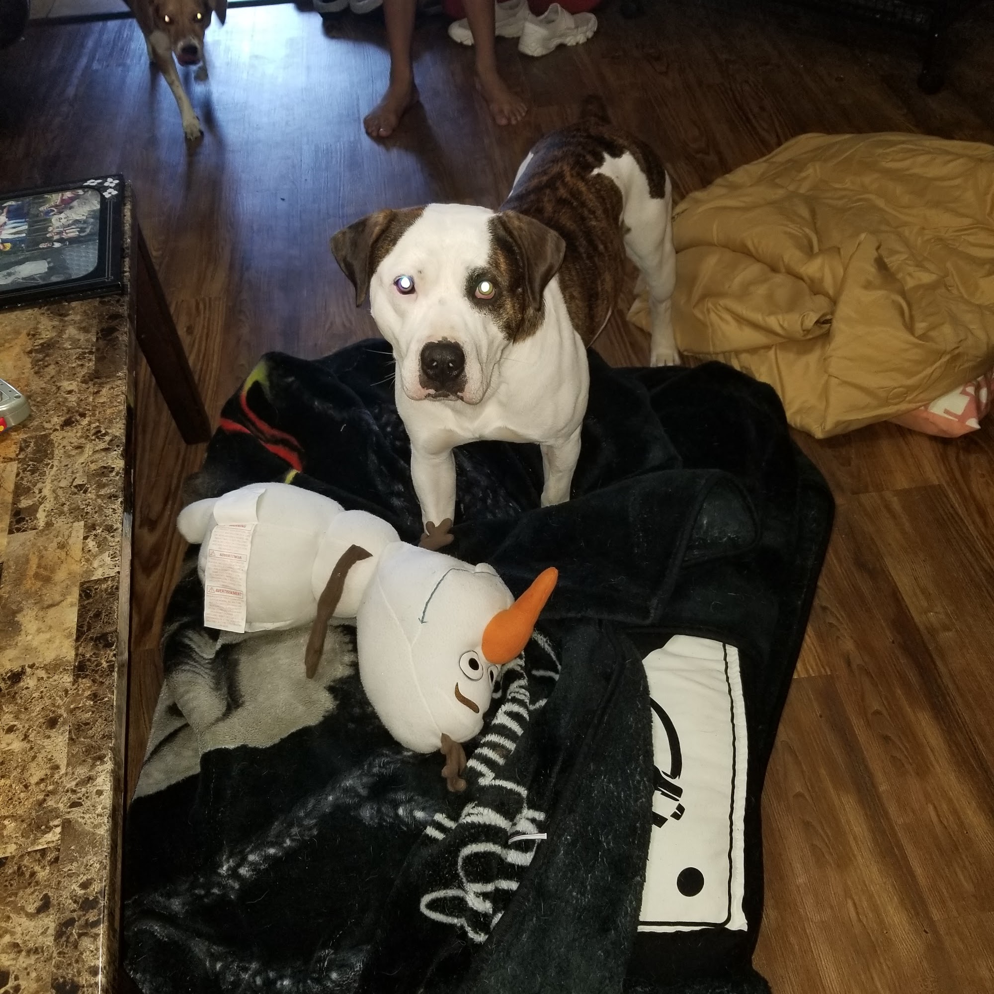 Arkansas Humane Society Humane Society Rogers