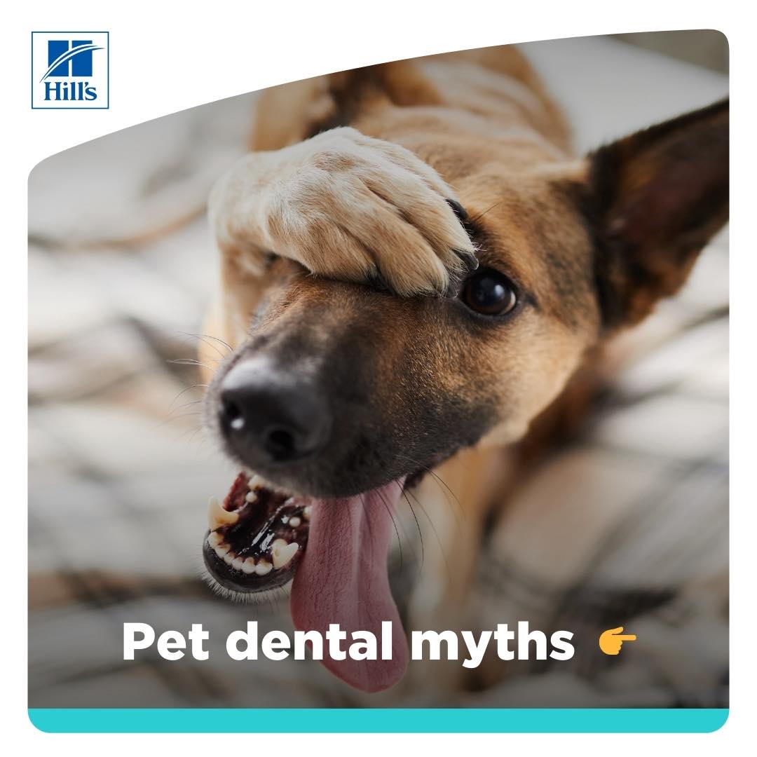 All Pets Animal Hospital Rogers Rogers