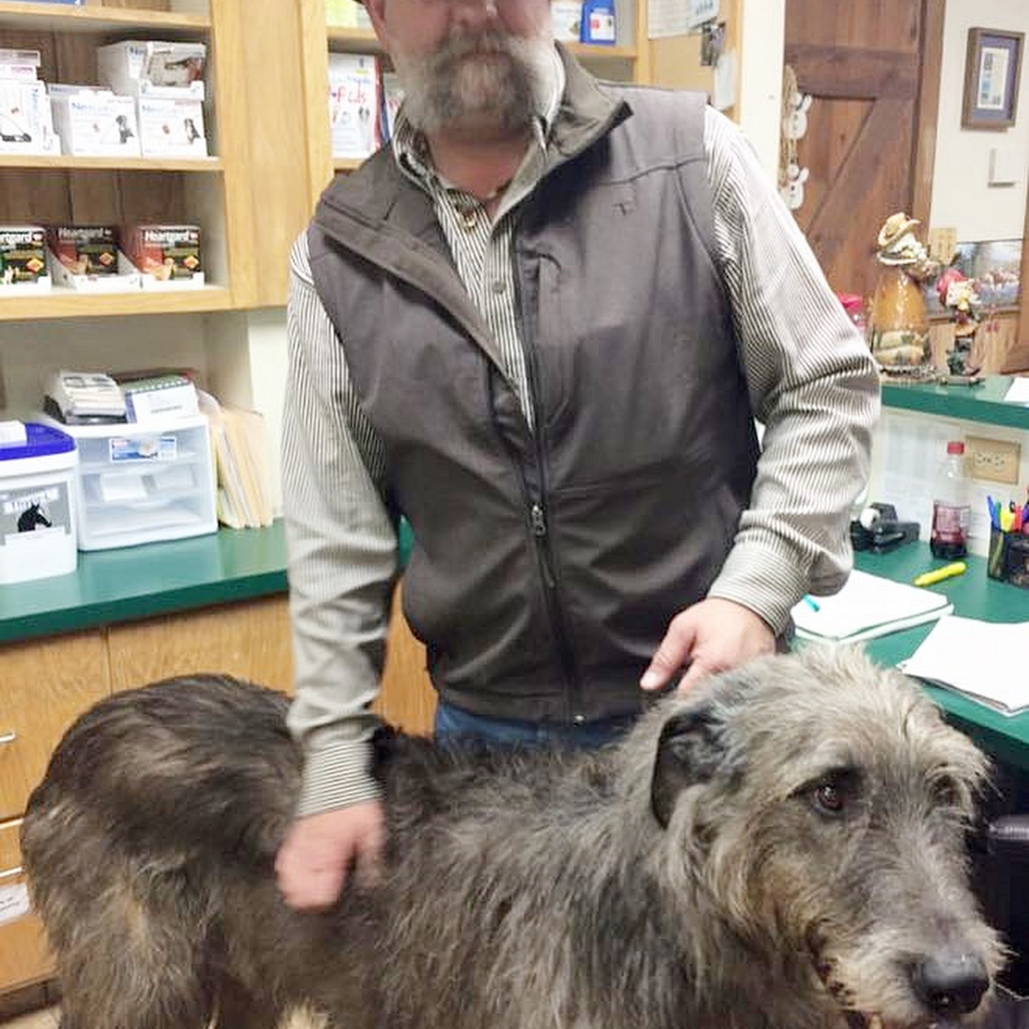 Pallone Veterinary Hospital Rose Bud