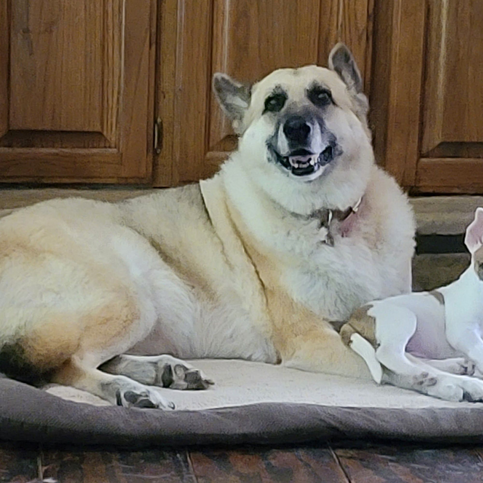 Pearson Animal Clinic Russellville