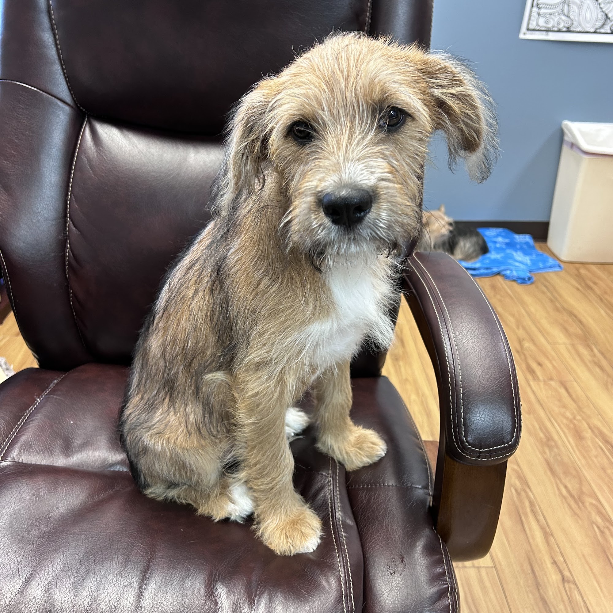 Parkway Animal Hospital Russellville