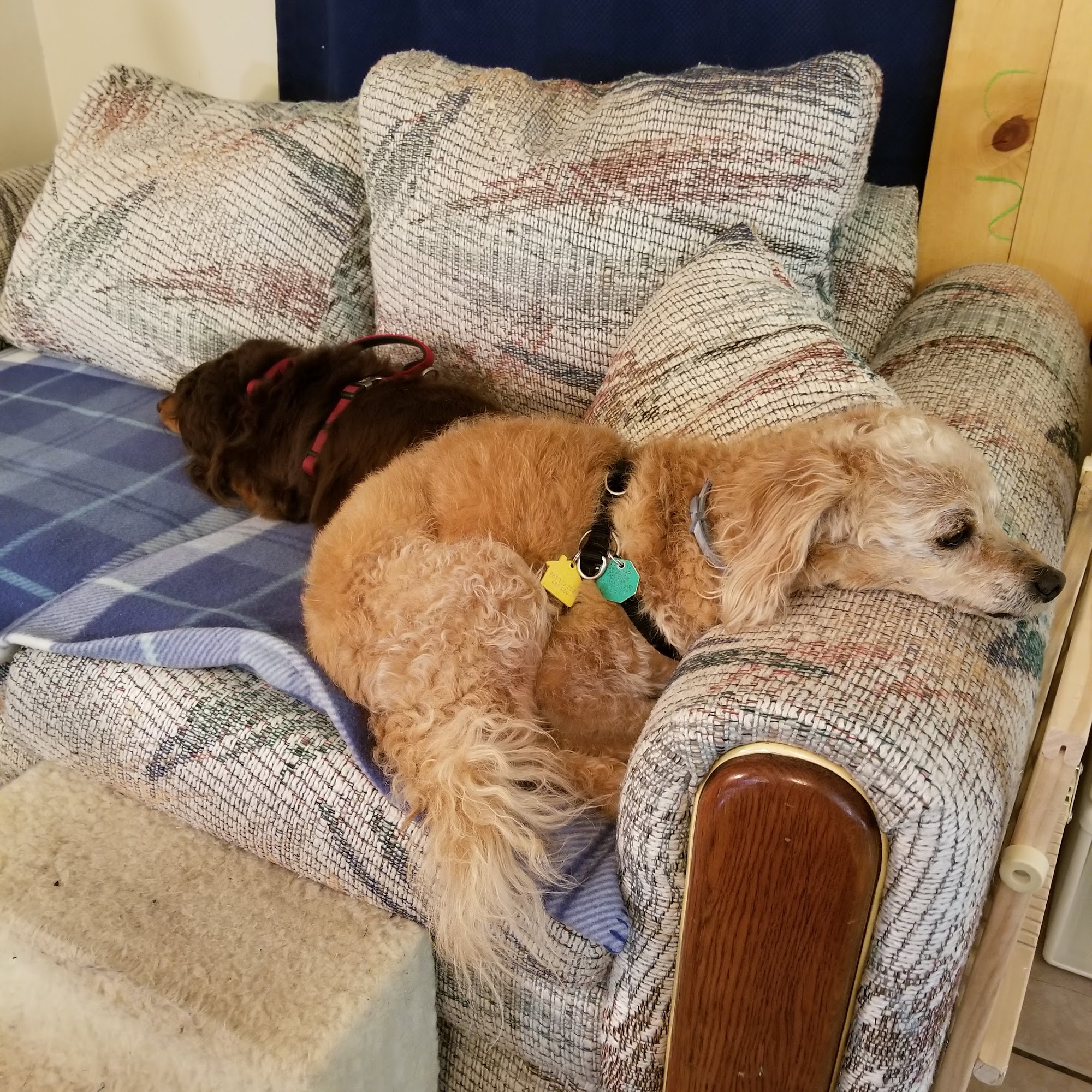 Arkansas Animal Care Clinic Russellville