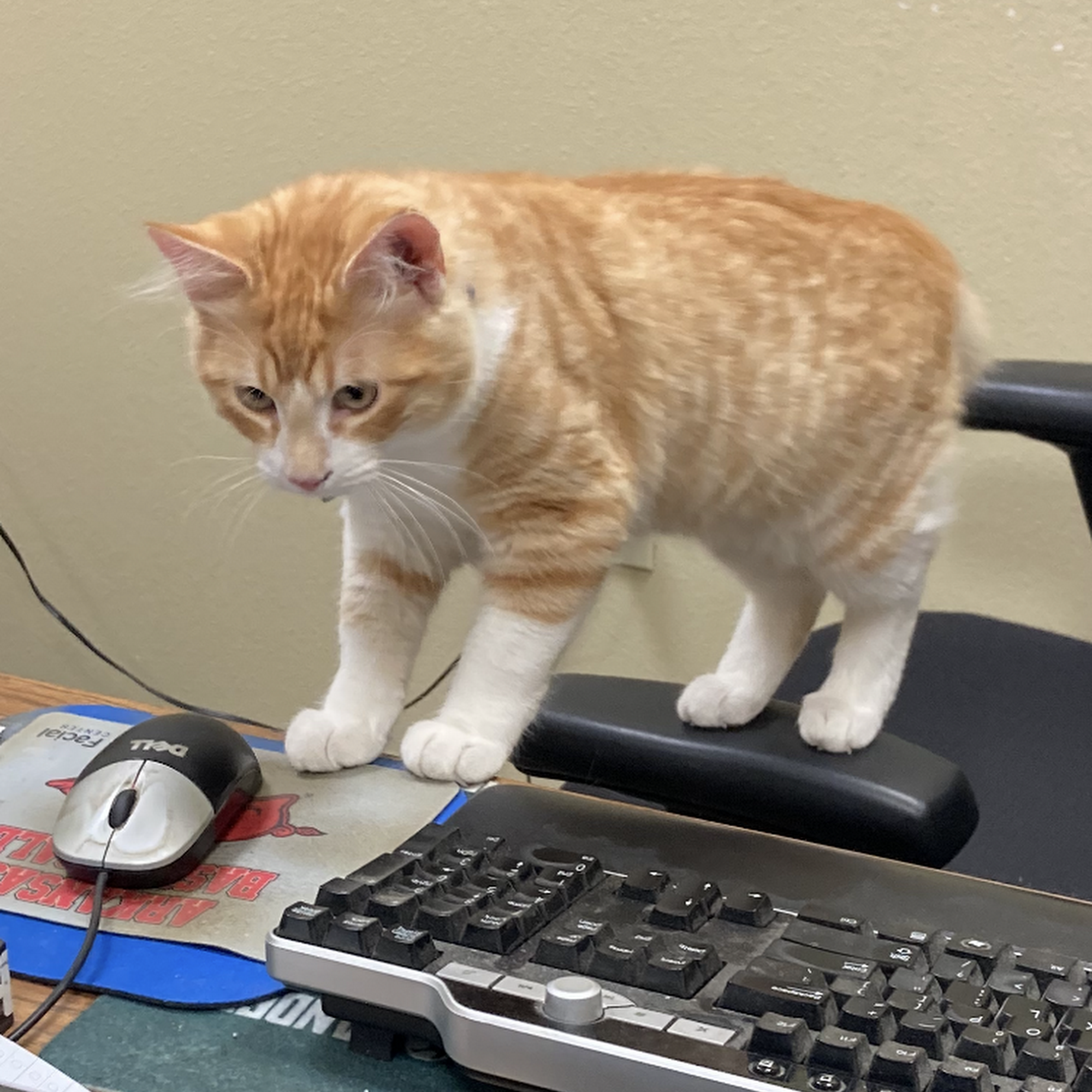 Town and Country Veterinary Clinic Russellville