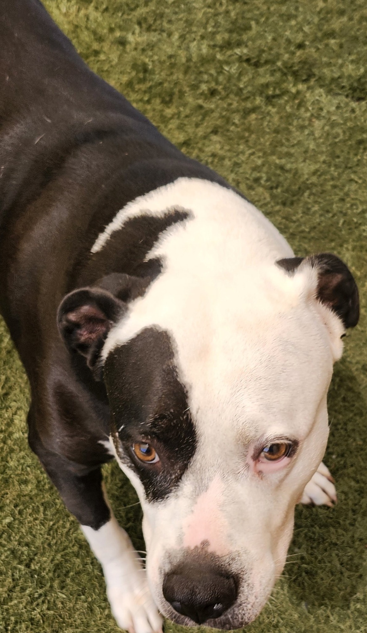 Bark- N- Play Russellville