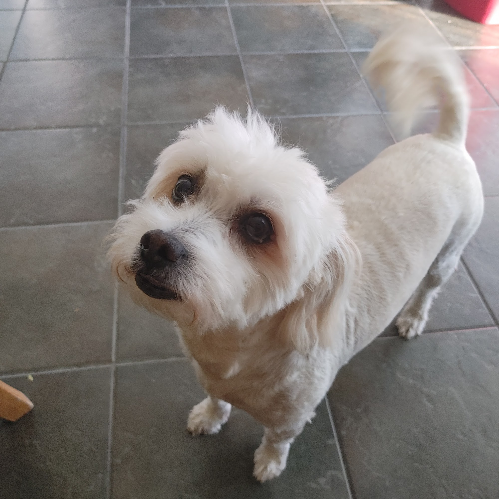 Hound Town LLC Russellville