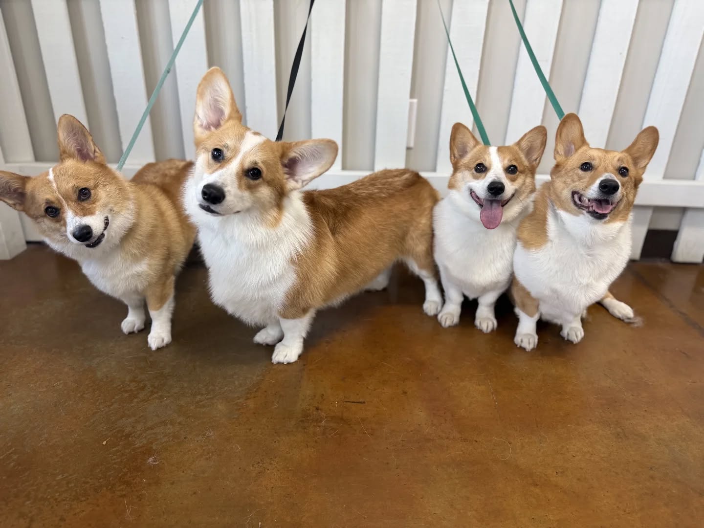 Hound Town LLC Russellville