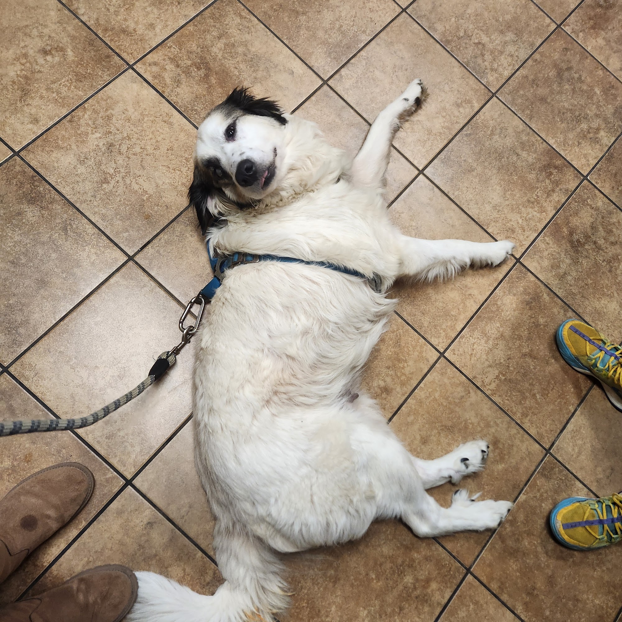 Searcy Animal Clinic Searcy