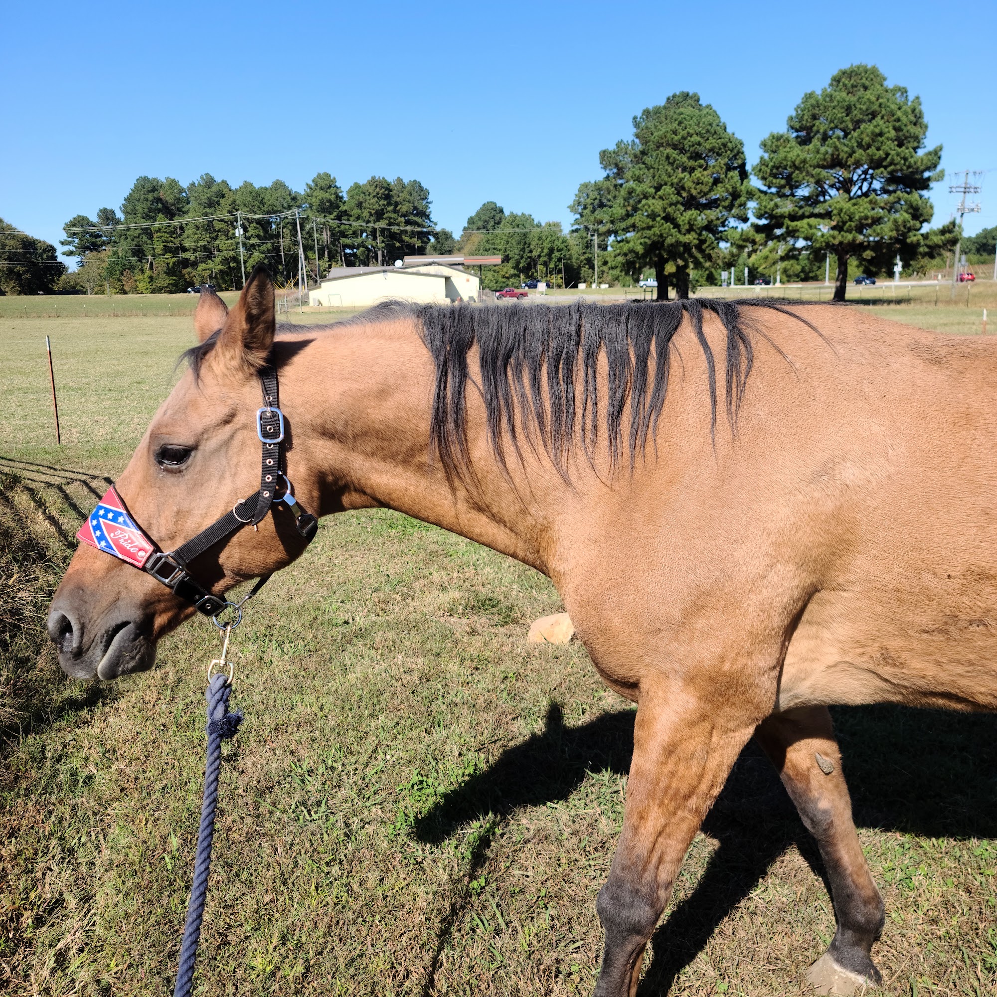 Honey Hill Animal Hospital Searcy