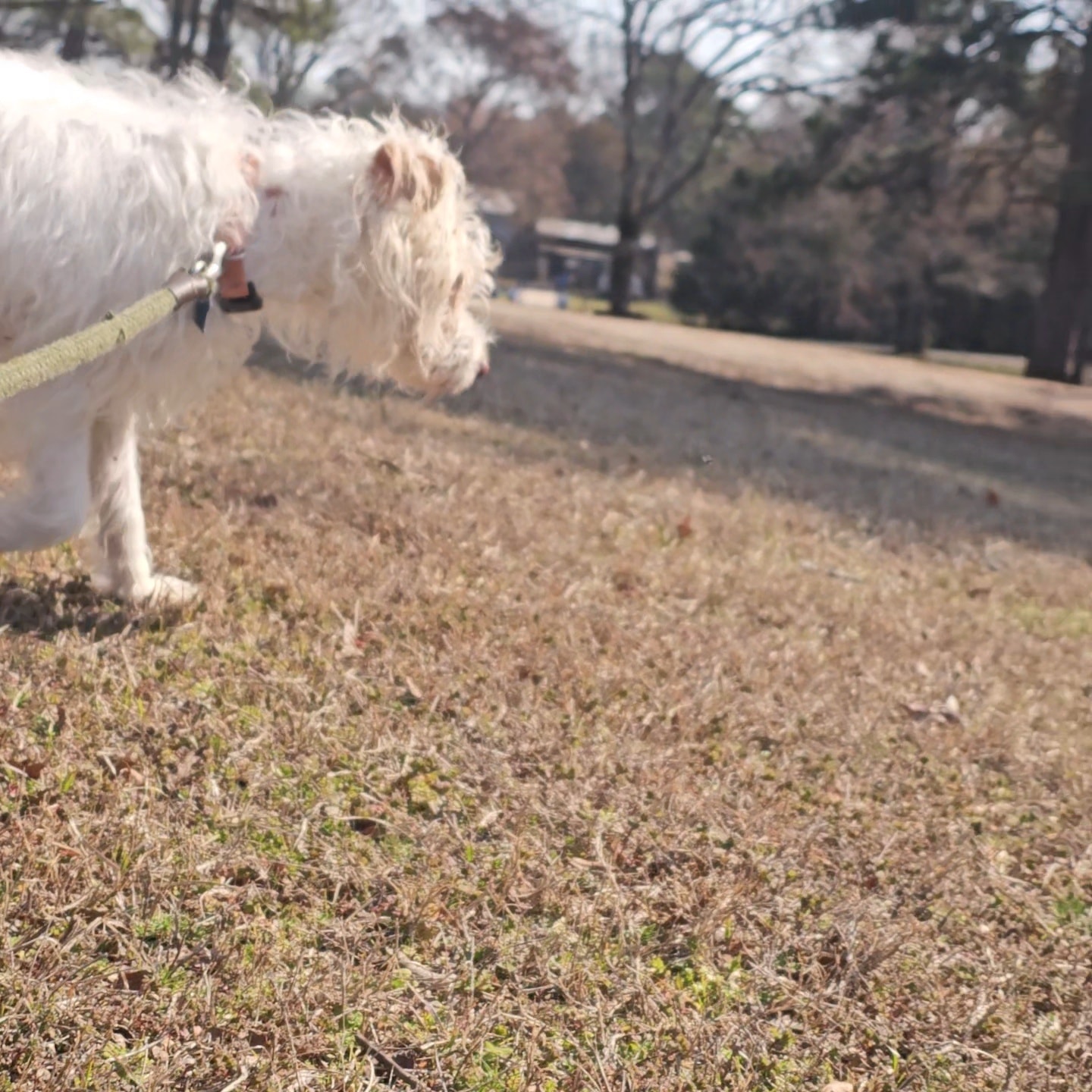 DBR's Obedience & Boarding Searcy