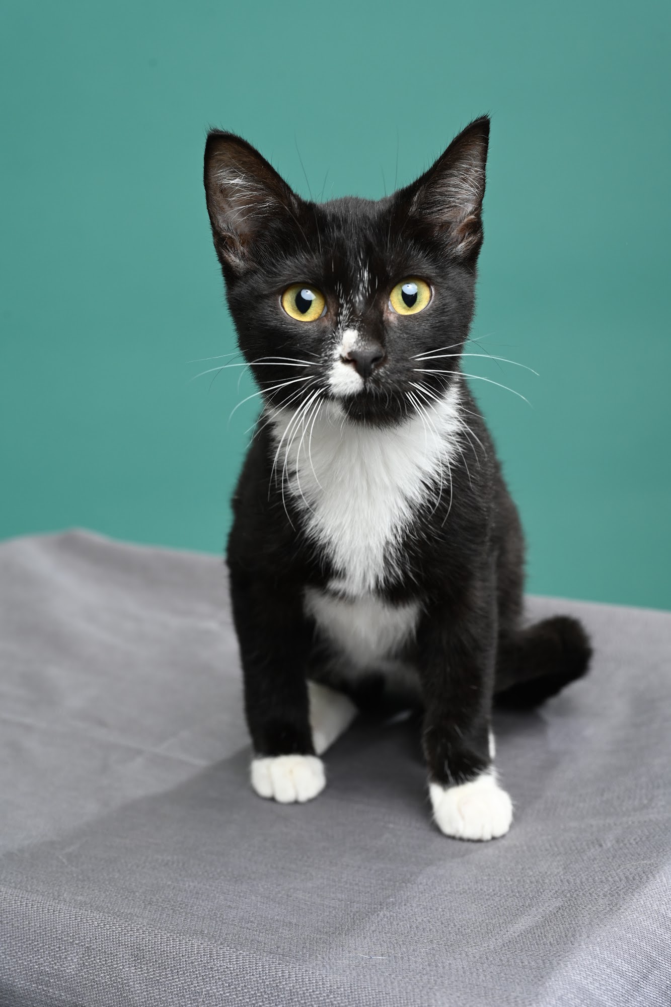 Neighborhood Pet Shoppe Searcy Searcy