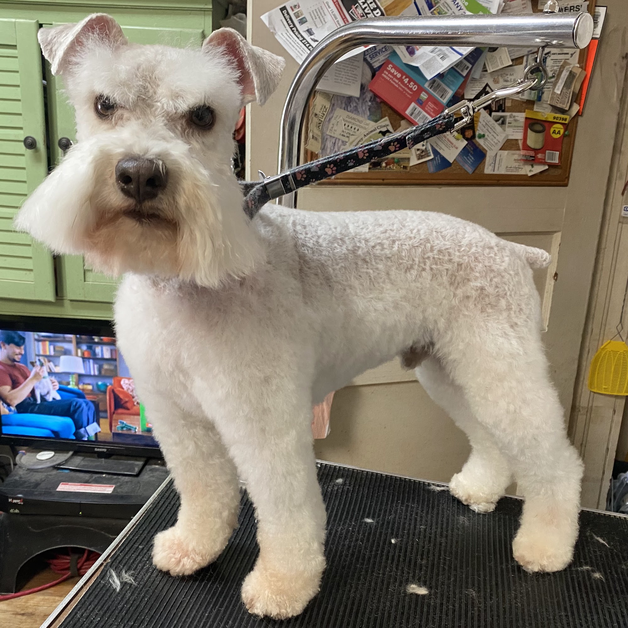 Dog Spot 901 W Pleasure Ave, Searcy Arkansas 72143