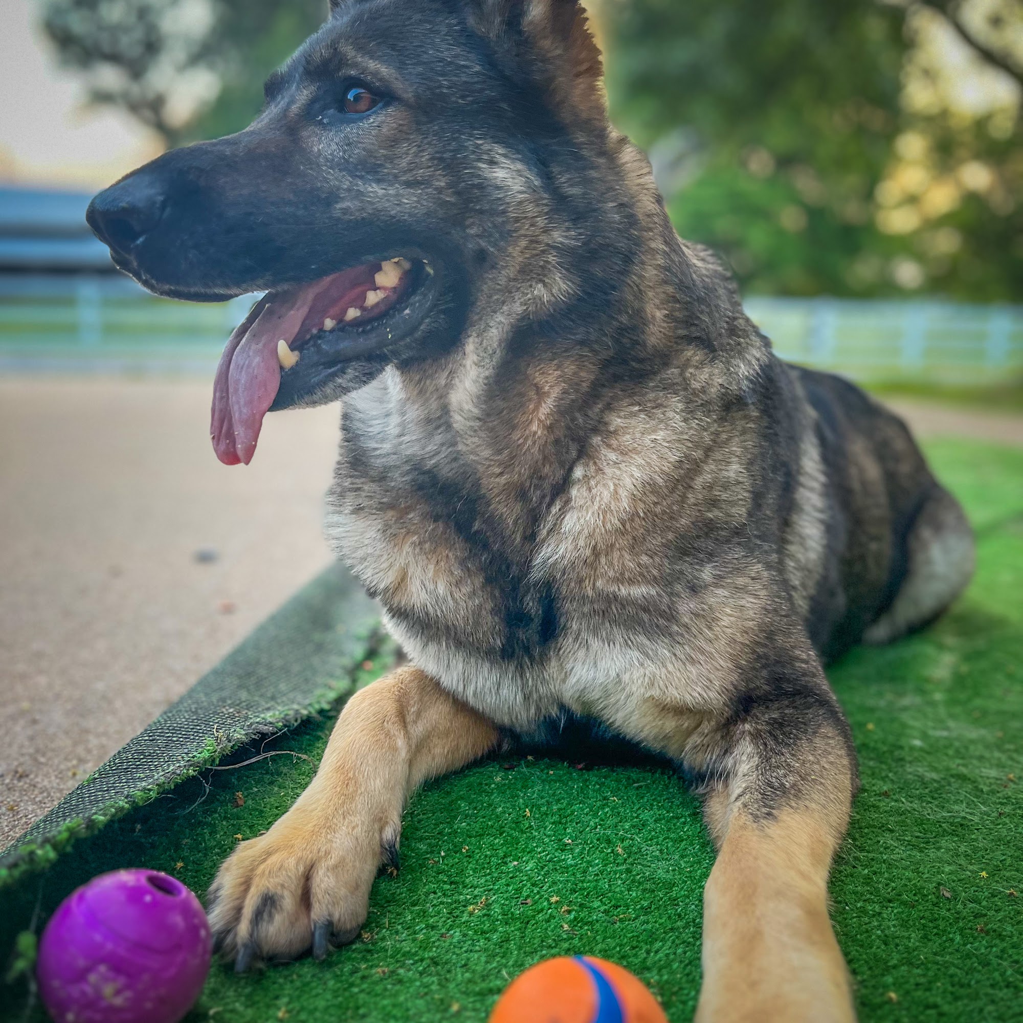 Siloam Springs Veterinary Clinic Siloam Springs