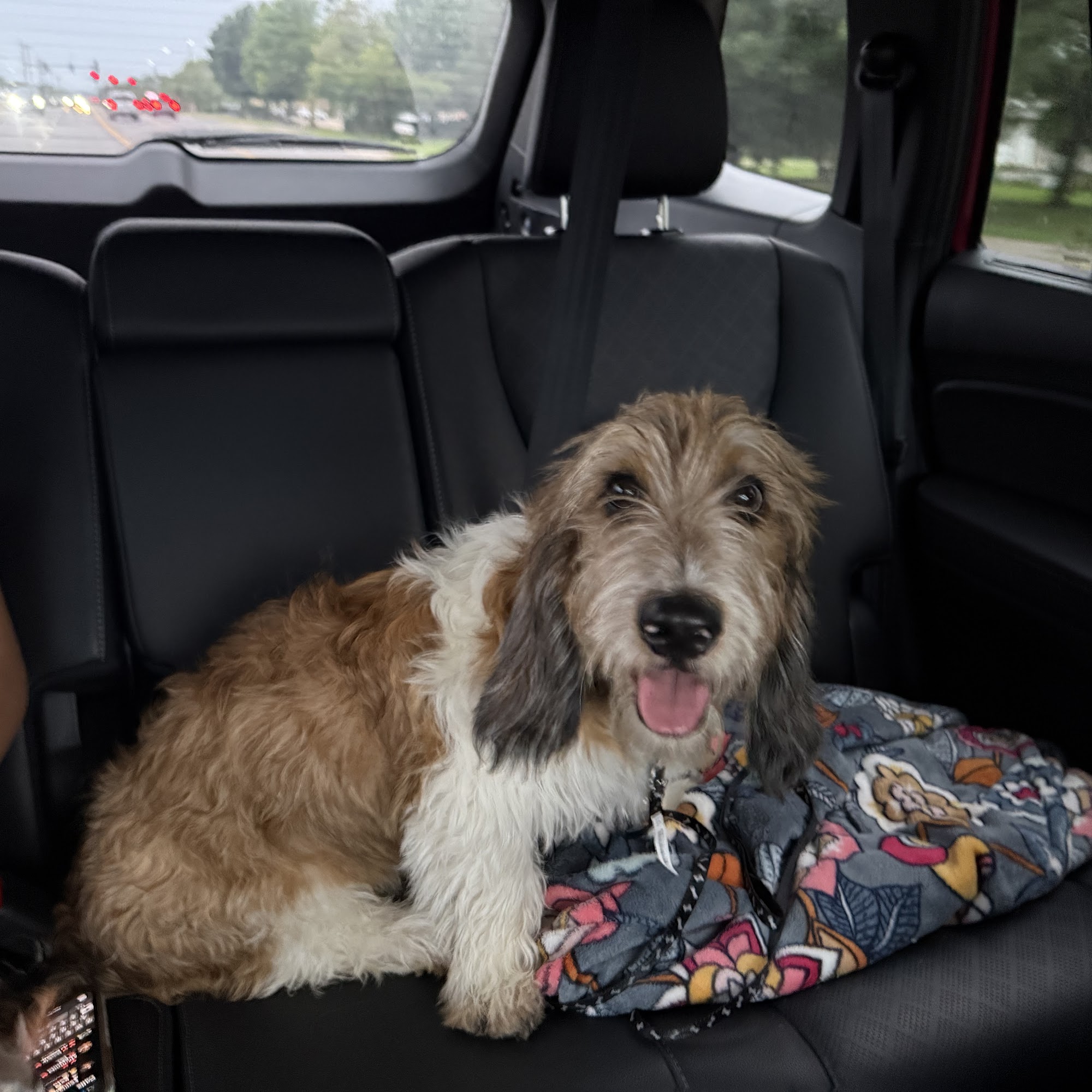 Ravenwood Veterinary Clinic Siloam Springs