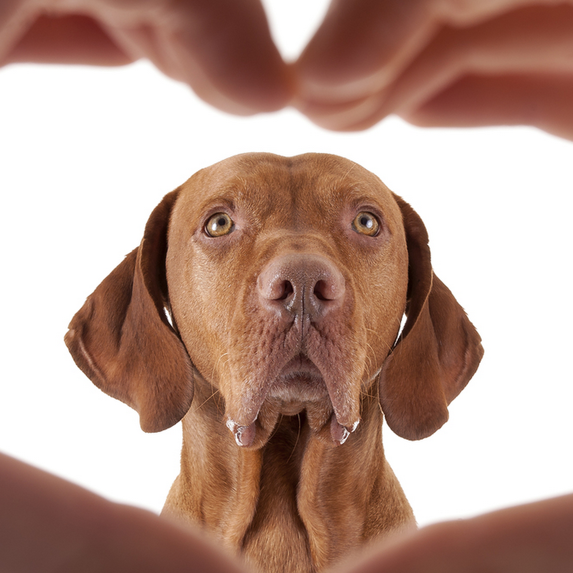 Pro-Vet of Siloam Springs Siloam Springs