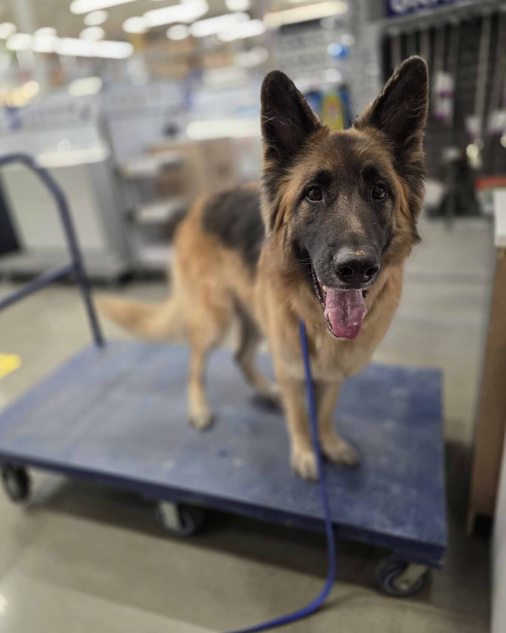 Joint Forces K9 Group Siloam Springs