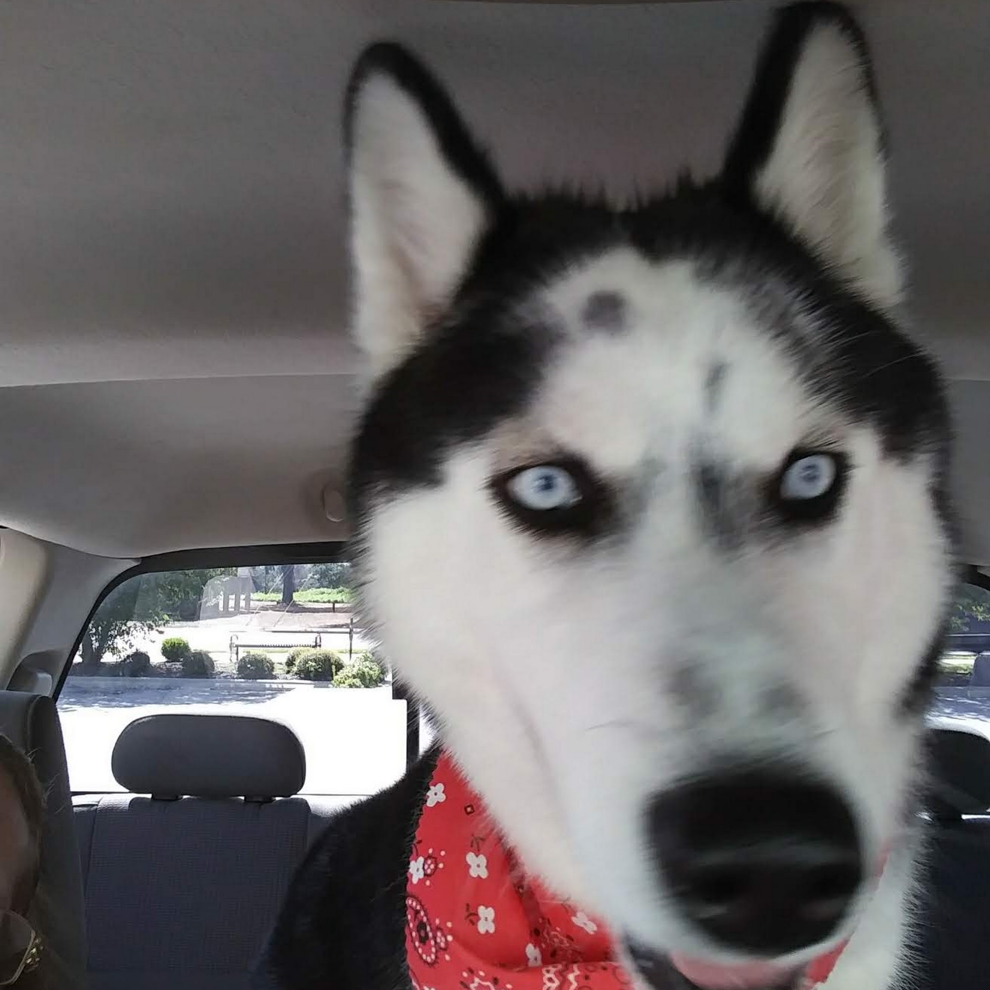 Lyon Bradley J DVM Springdale