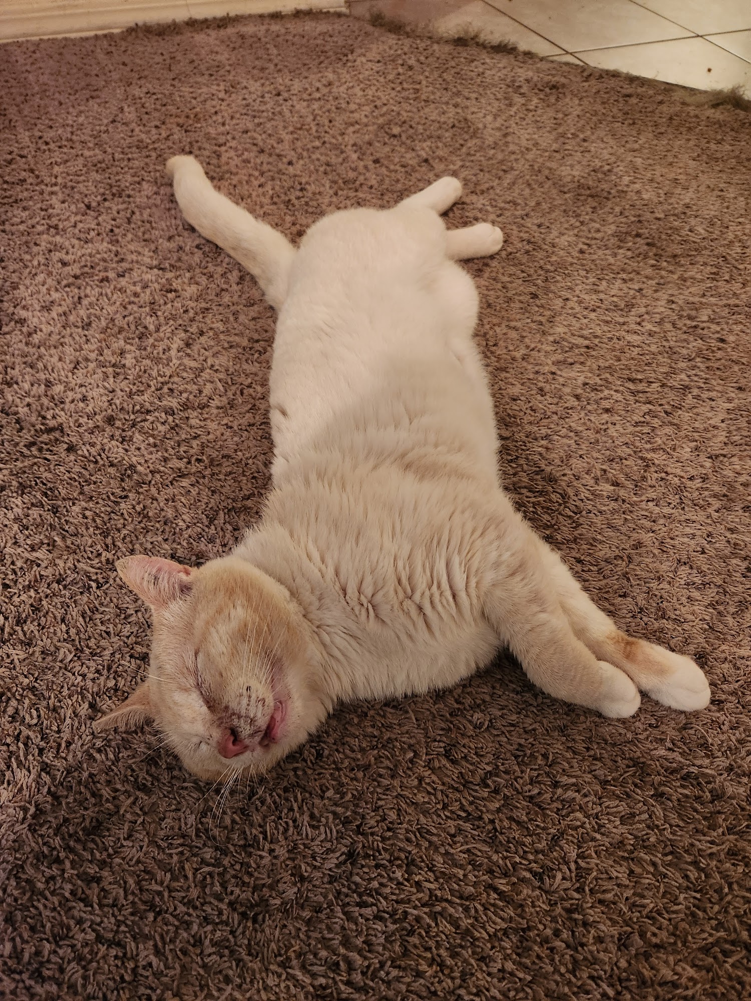 Spay Arkansas Springdale