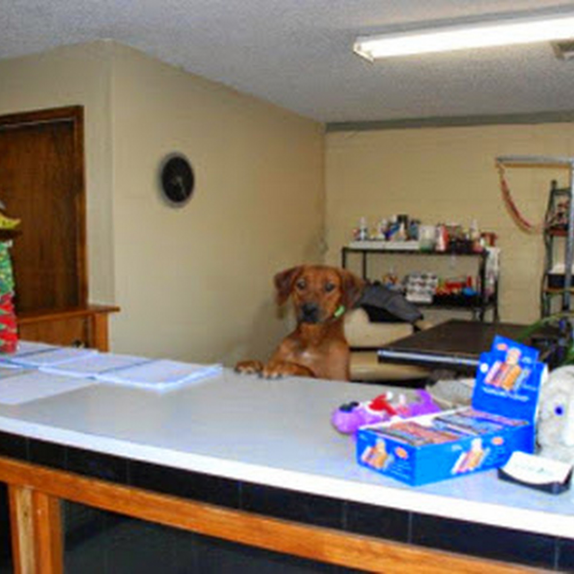 Dig My Dog Springdale