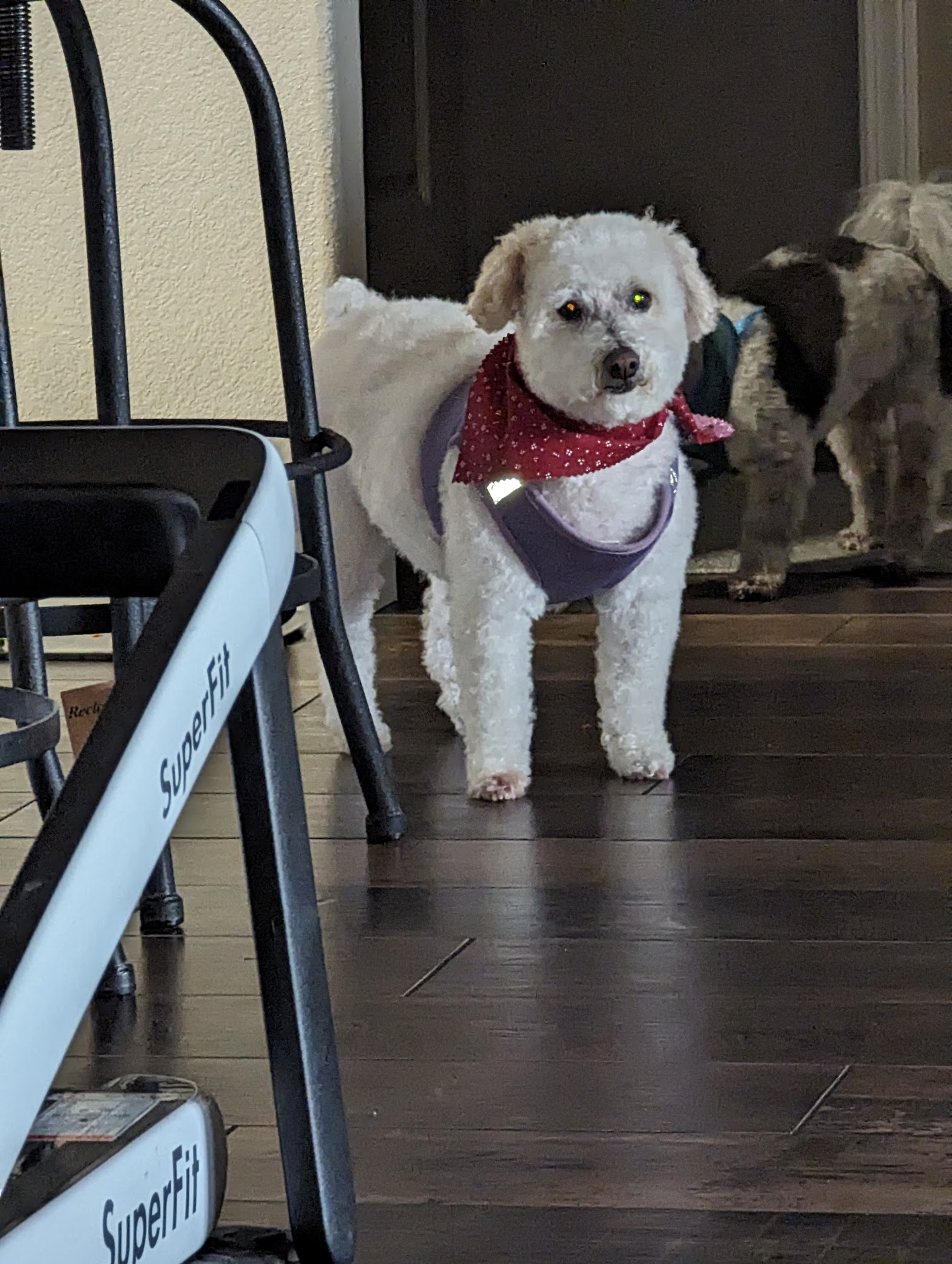 Pretty Pets Grooming Springdale