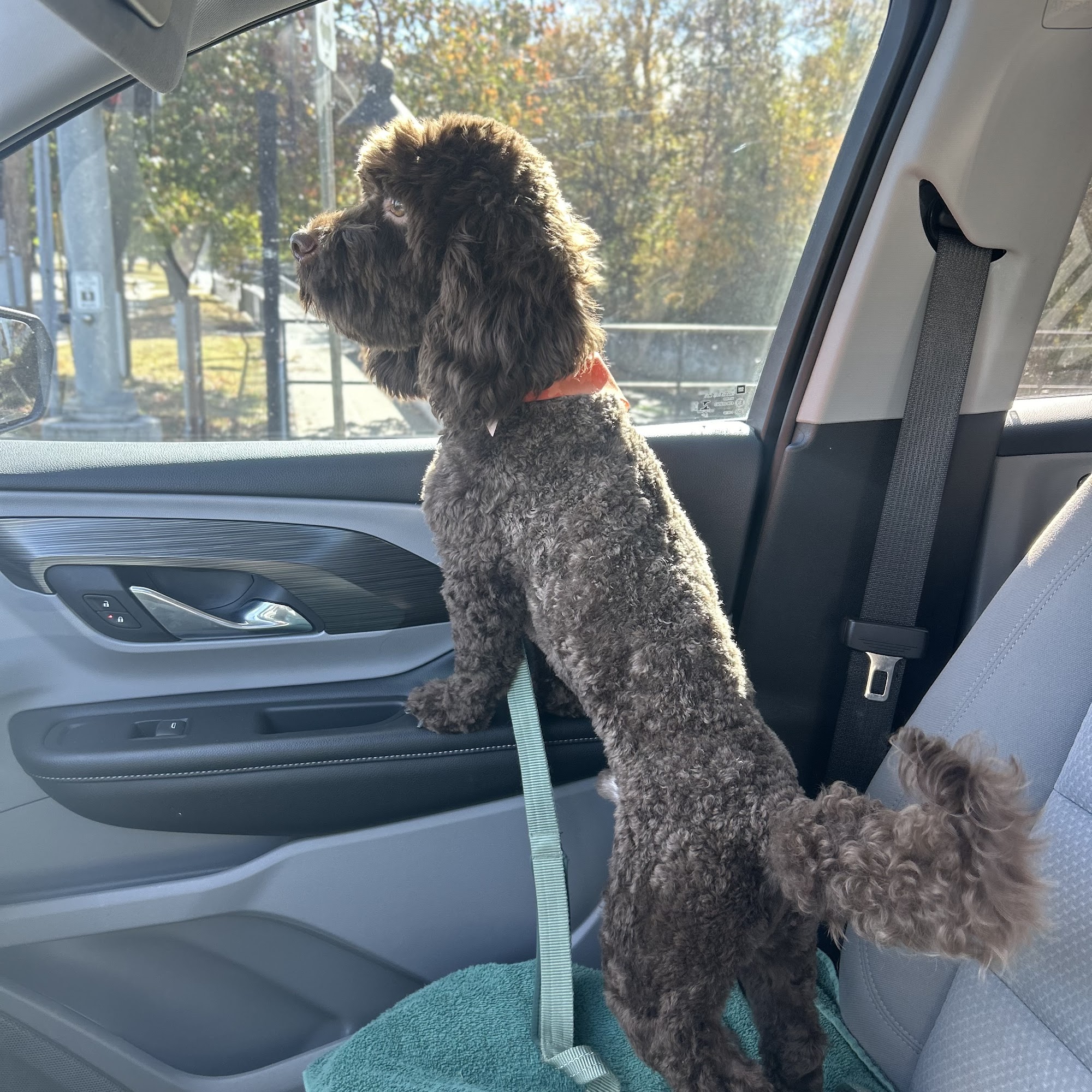 Pretty Pets Grooming Springdale