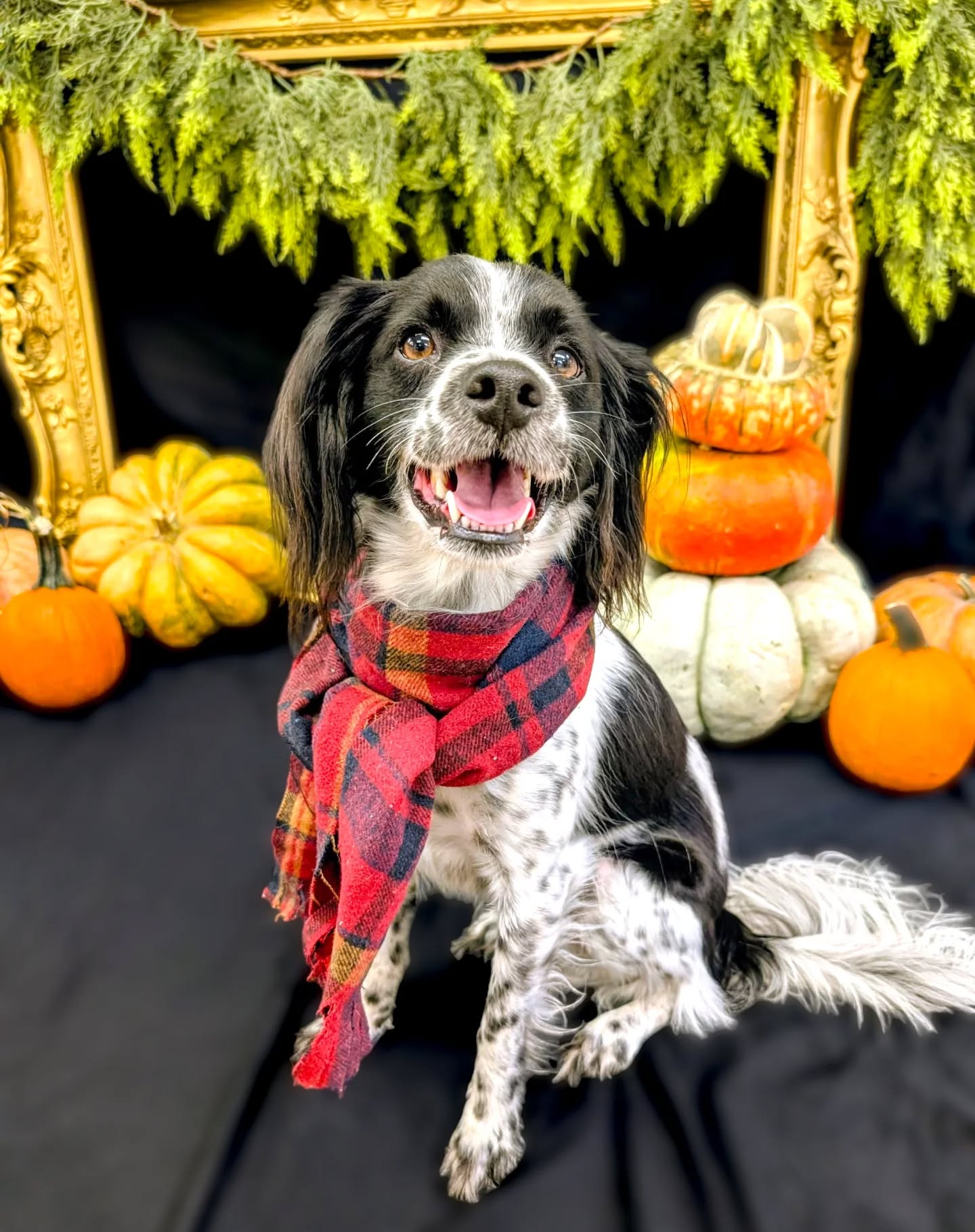 Dog Party USA Springdale