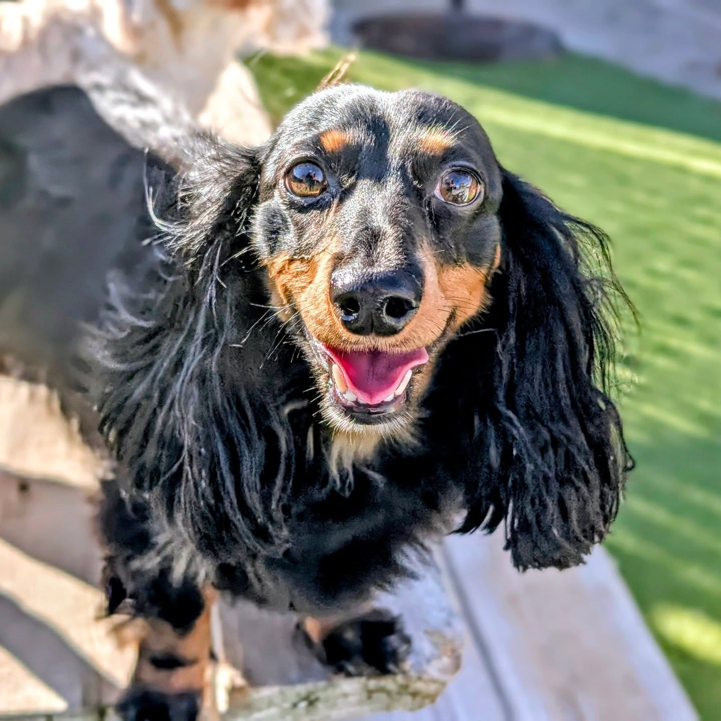 Dog Party USA Springdale