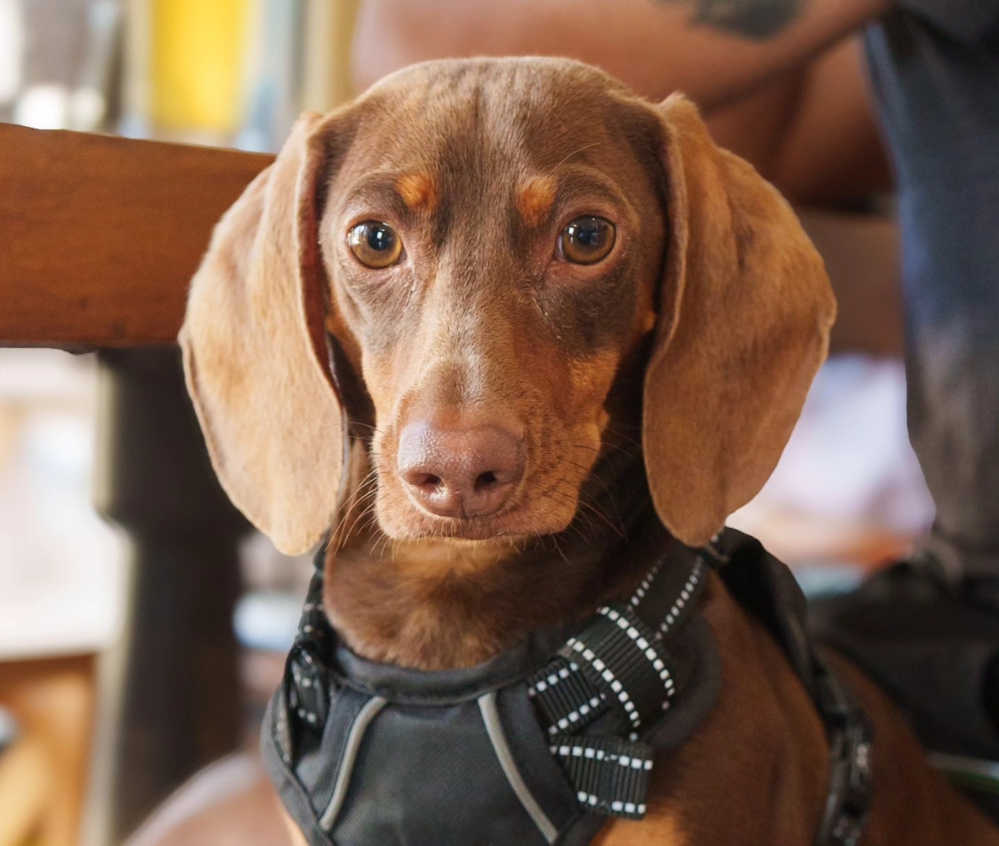 Bauhaus Biergarten Springdale