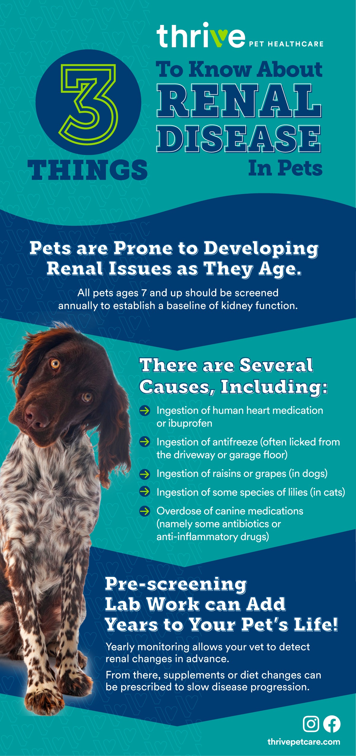 Ozark Veterinary Specialty Care Springdale