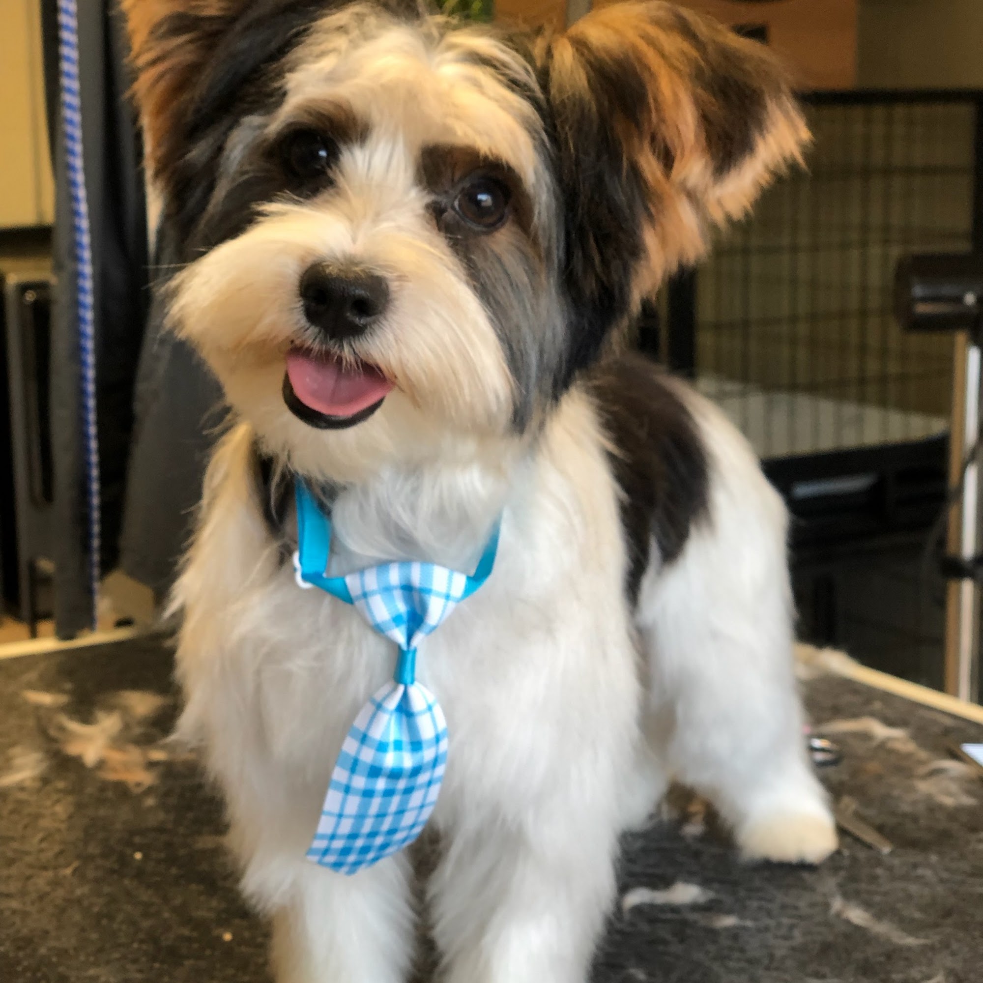 Rockhound Grooming Springdale