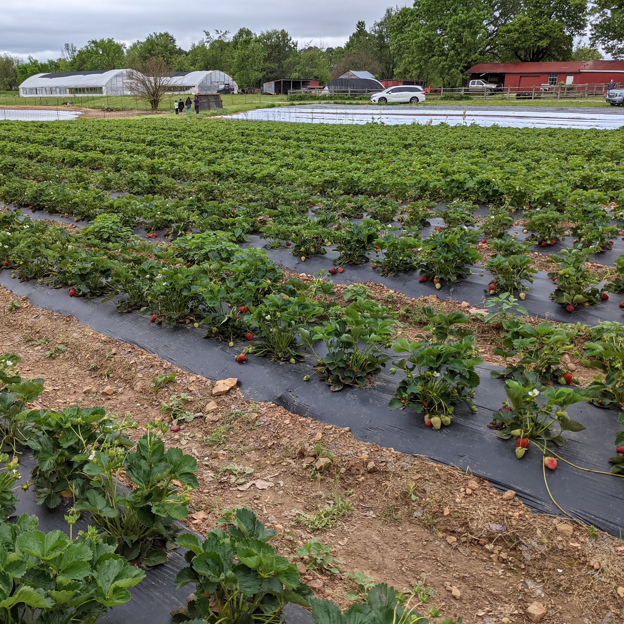 Appel Farms Springdale