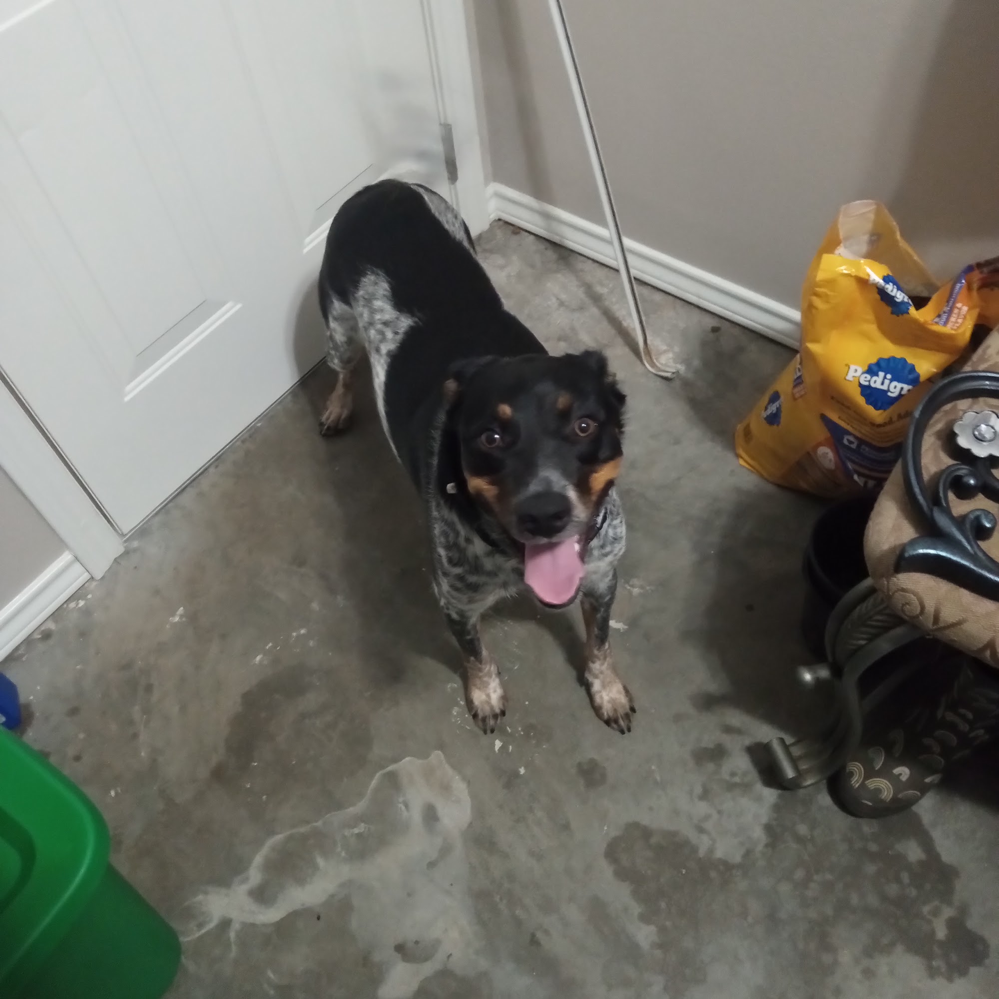 Care Pet Clinic Texarkana Texarkana