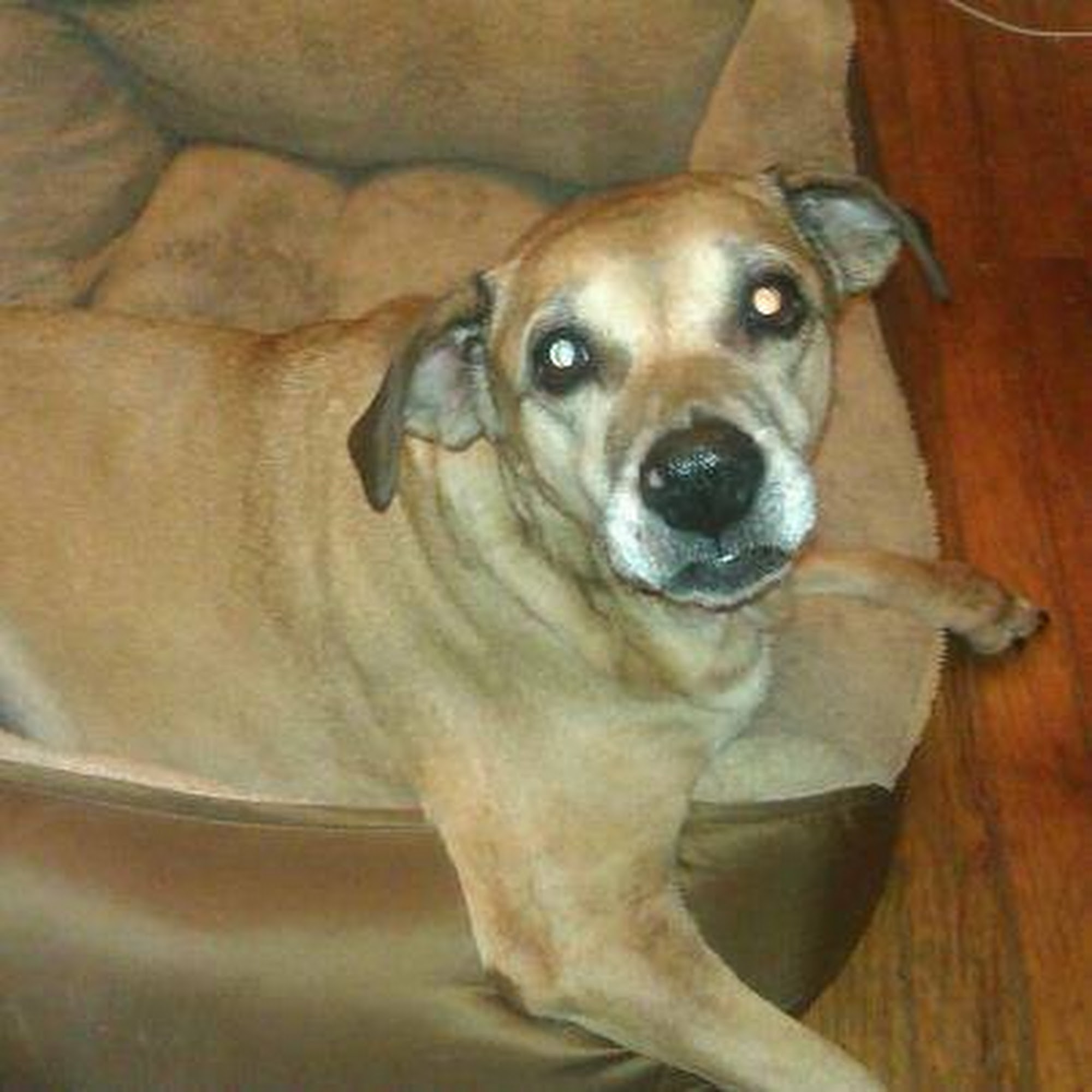 Stateline Animal Hospital: Dr. Jim Shively (Dr. Dog) Texarkana