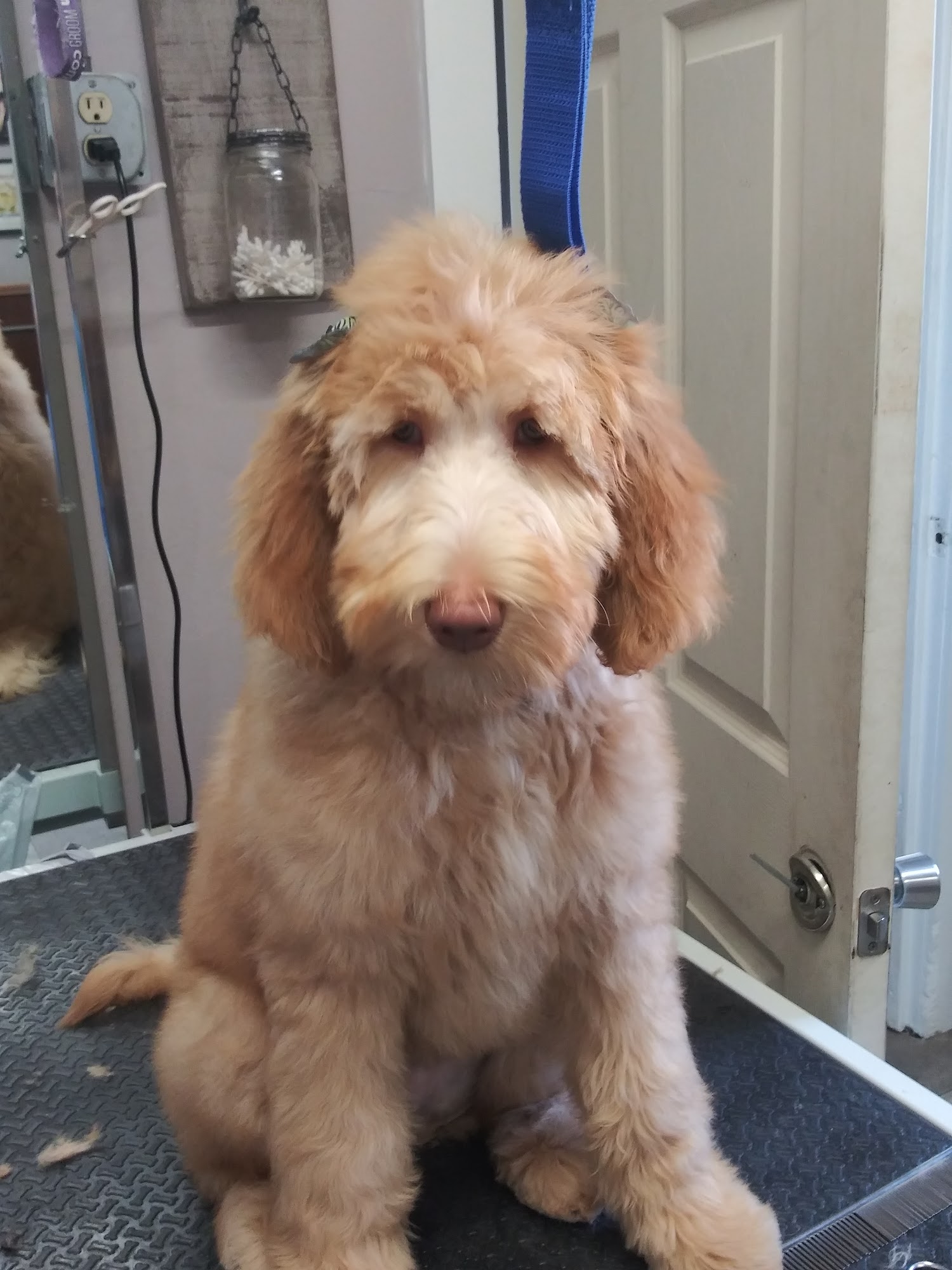 One Of A Kind Pet Spa Texarkana