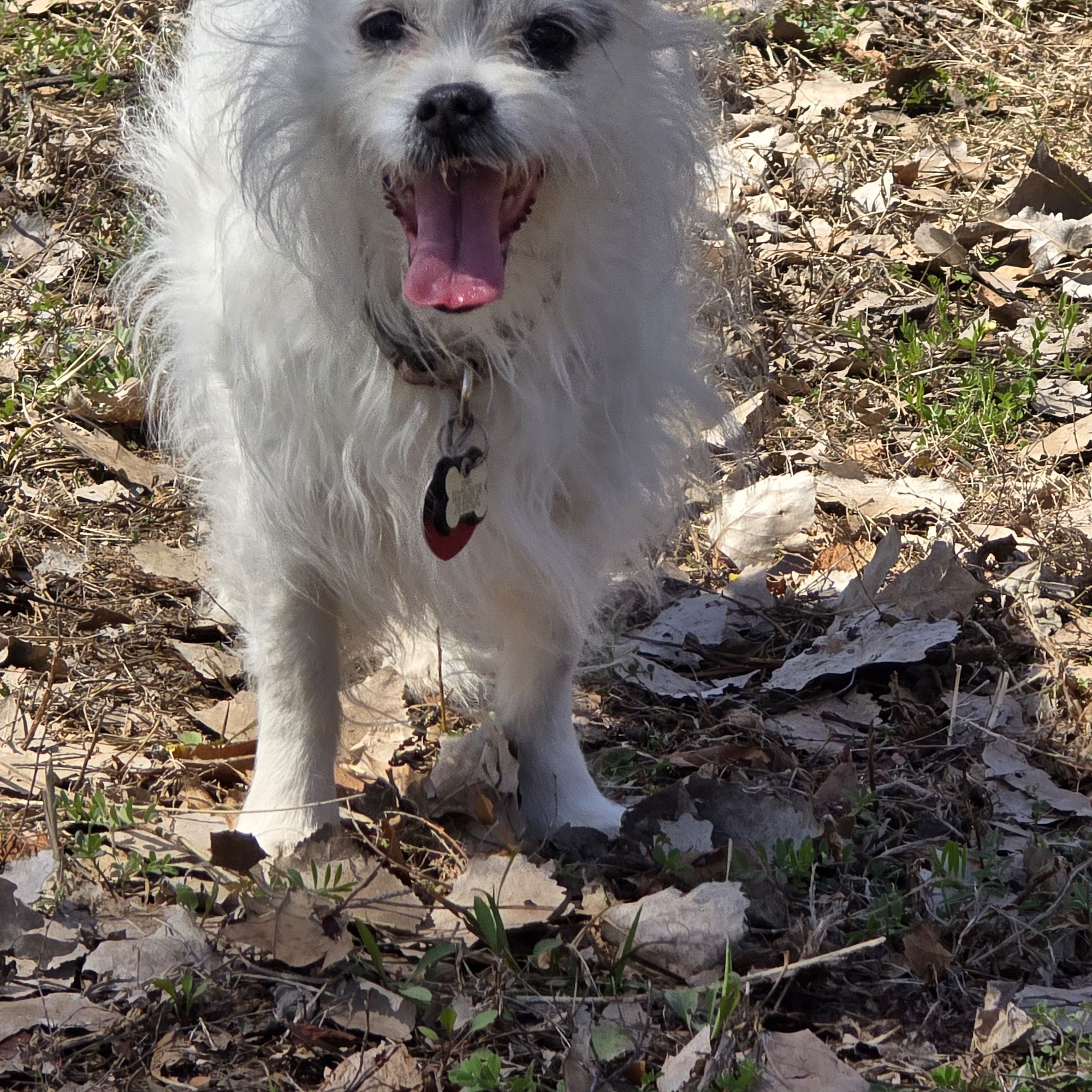 Pointer Trail Animal Clinic Van Buren