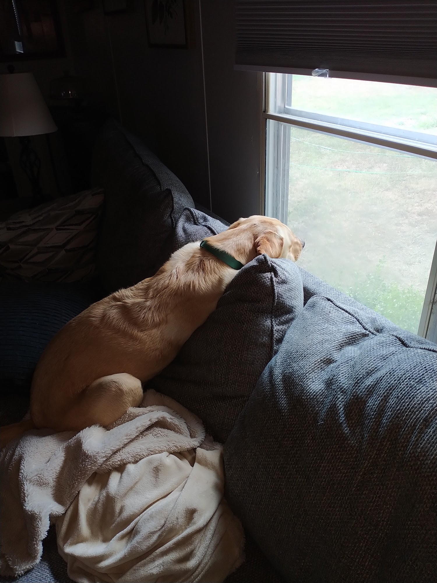 Pointer Trail Animal Clinic Van Buren