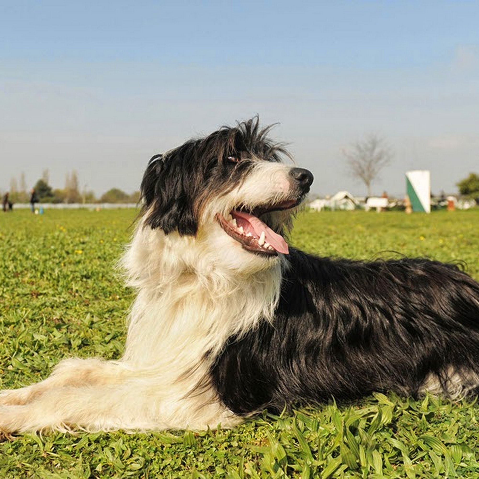 Hubbs Animal Clinic Van Buren