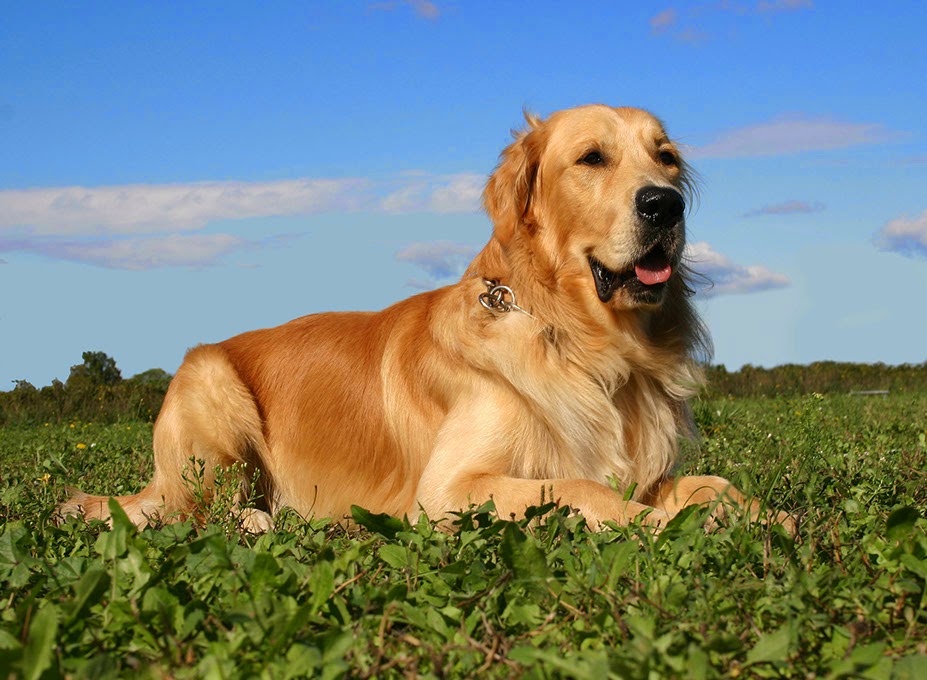 Hubbs Animal Clinic Van Buren